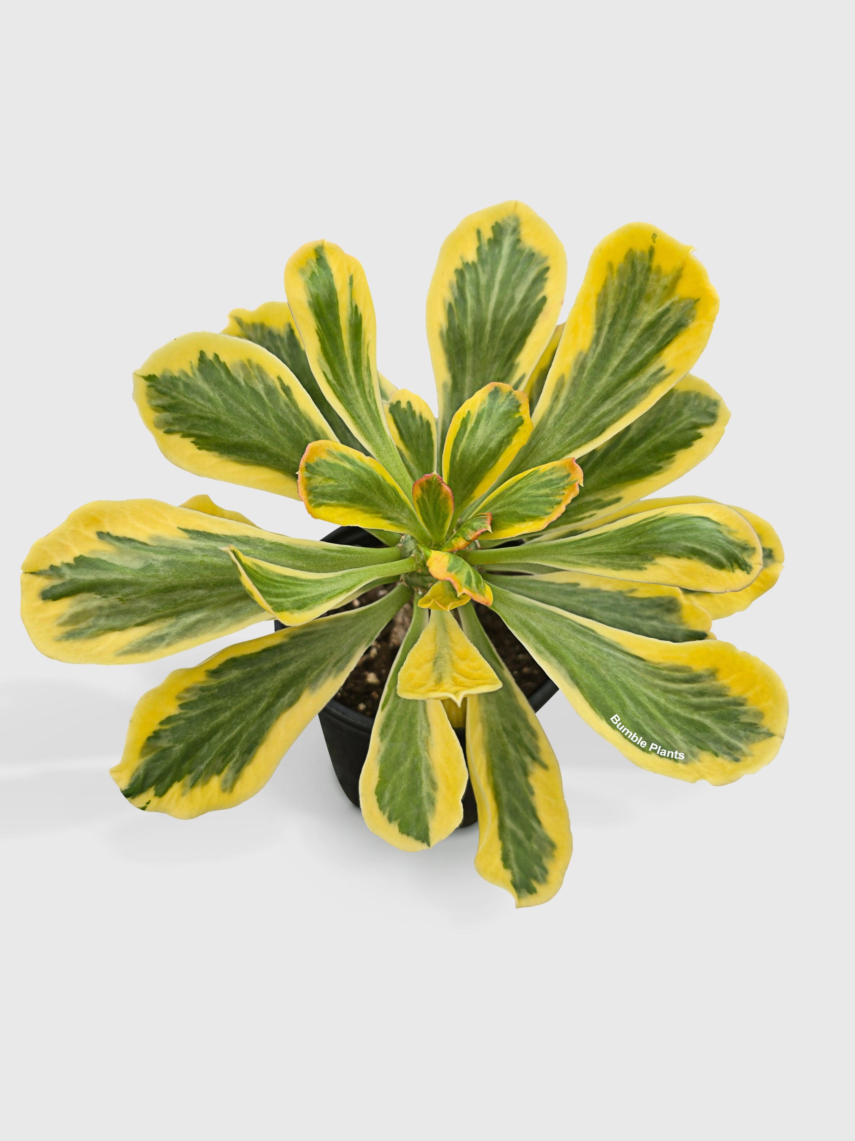 Euphorbia Poissonii Variegata | Heirloom Boulevard