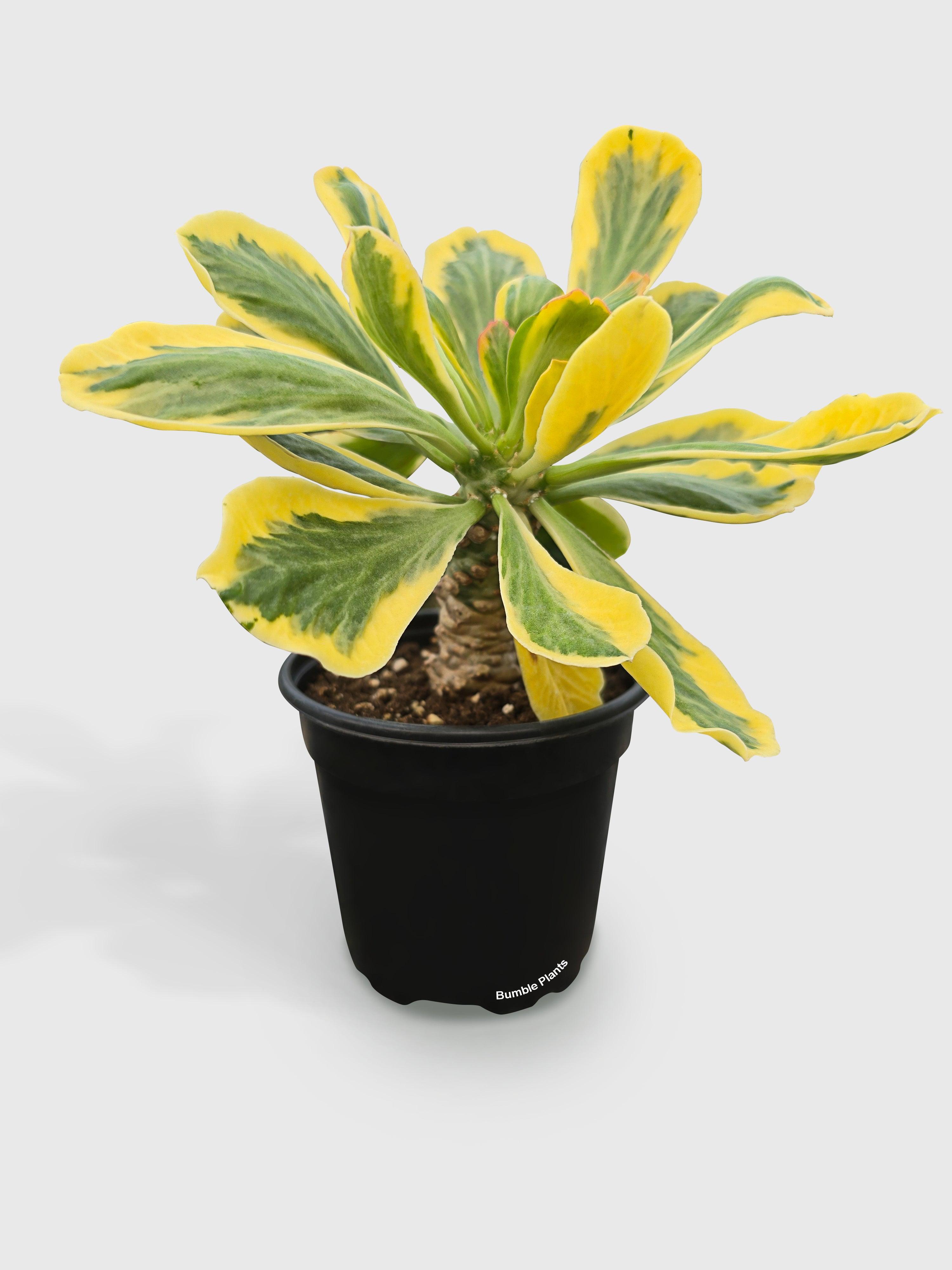 Euphorbia Poissonii Variegata | Heirloom Boulevard