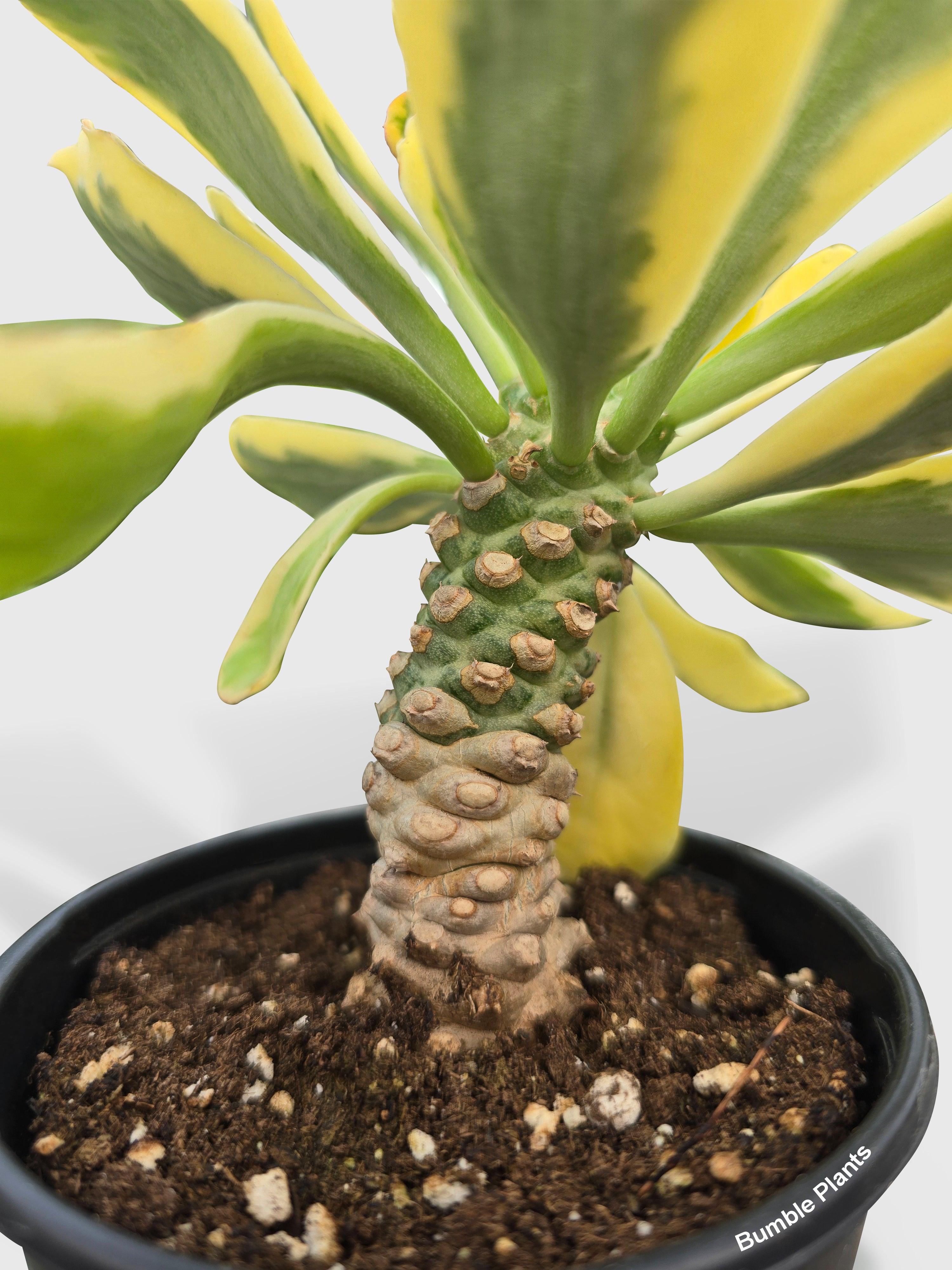 Euphorbia Poissonii Variegata | Heirloom Boulevard