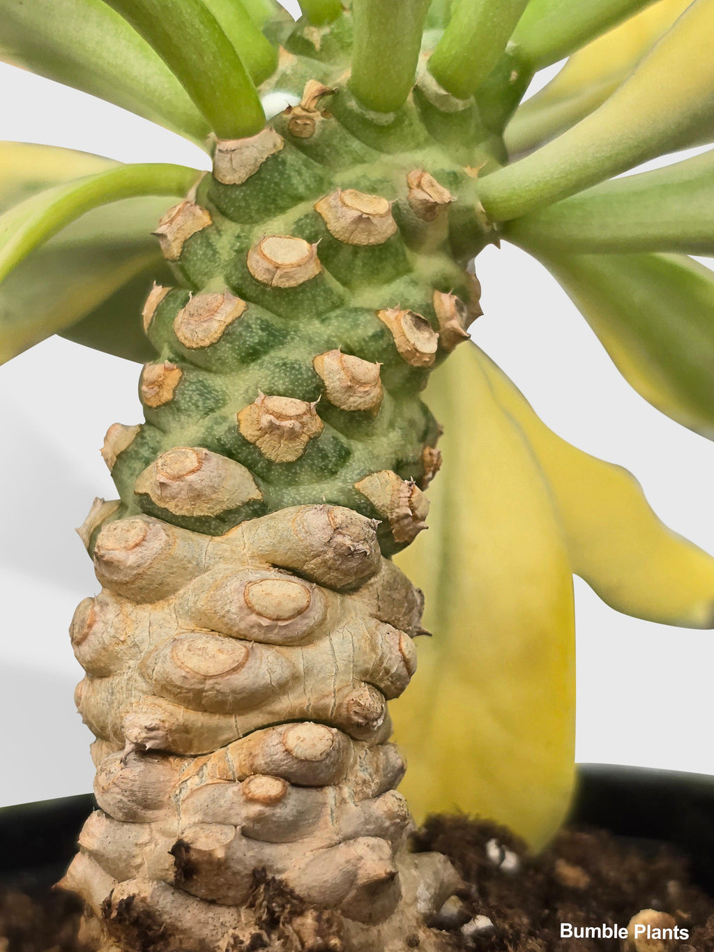 Euphorbia Poissonii Variegata | Heirloom Boulevard