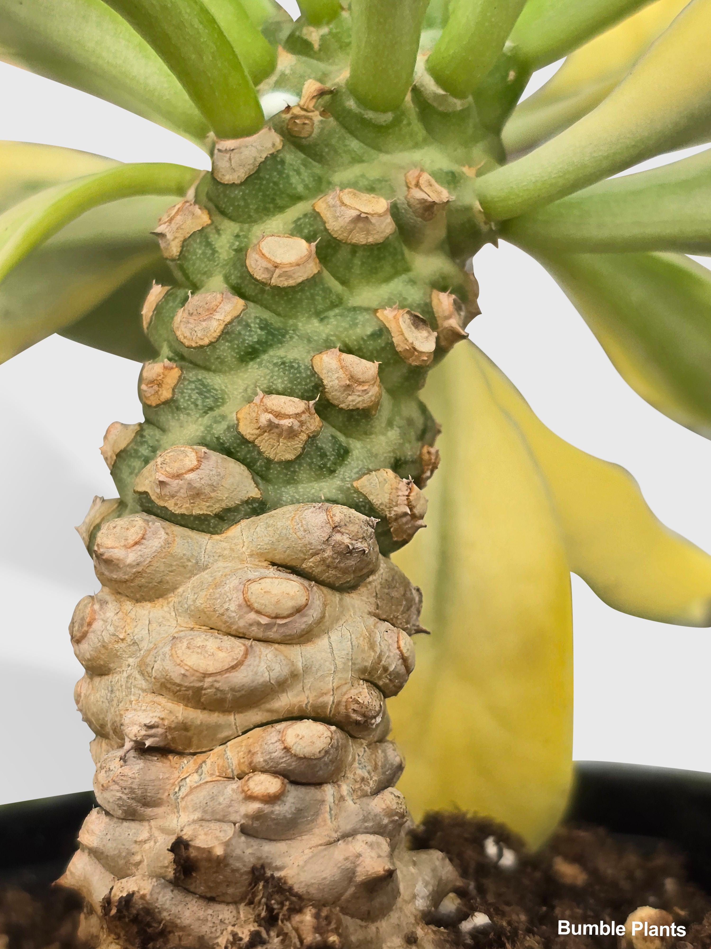 Euphorbia Poissonii Variegata | Heirloom Boulevard