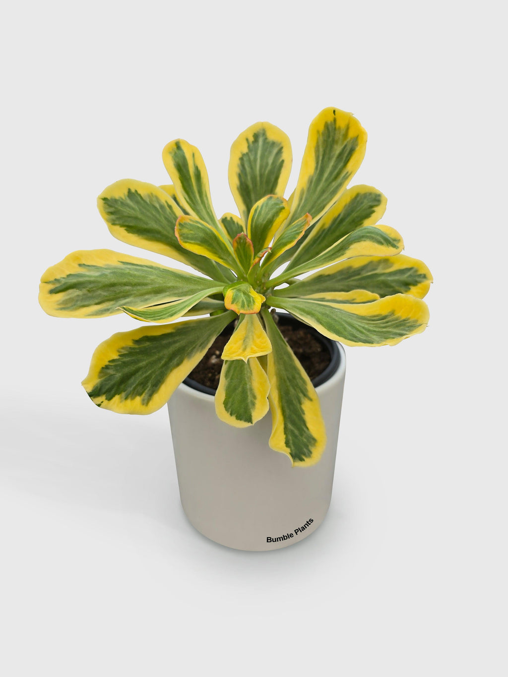 Euphorbia Poissonii Variegata | Heirloom Boulevard
