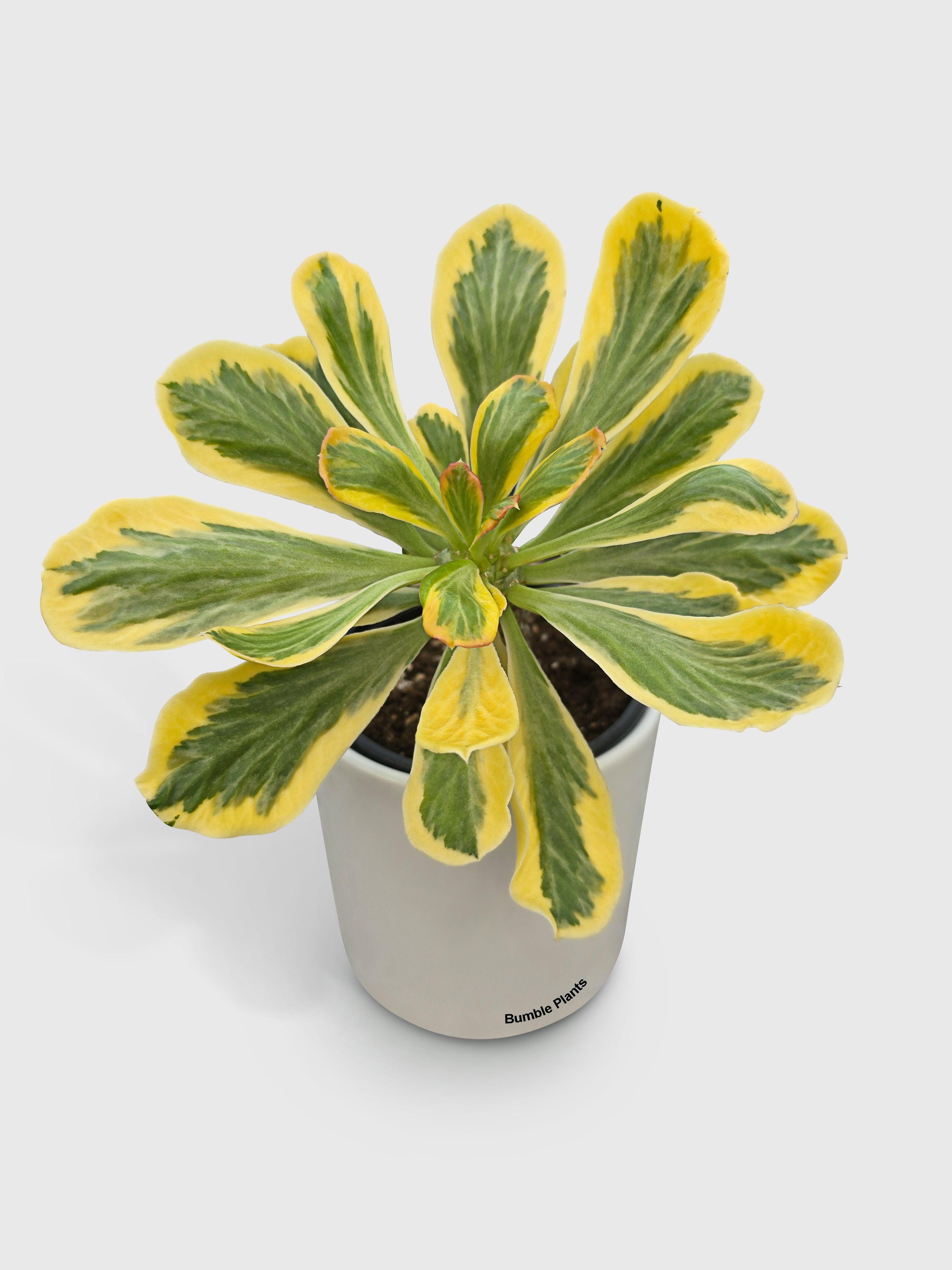 Euphorbia Poissonii Variegata | Heirloom Boulevard