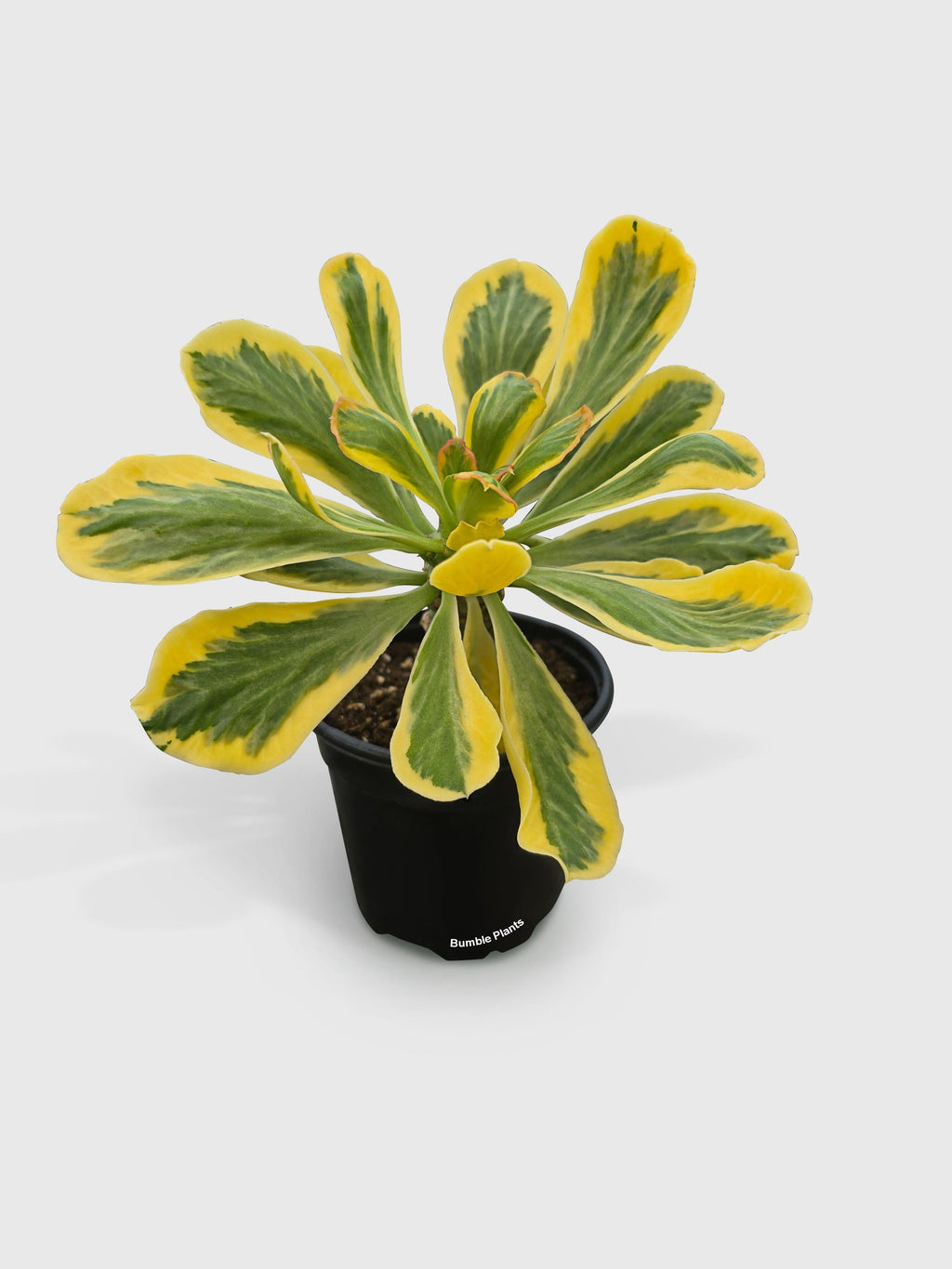 Euphorbia Poissonii Variegata | Heirloom Boulevard