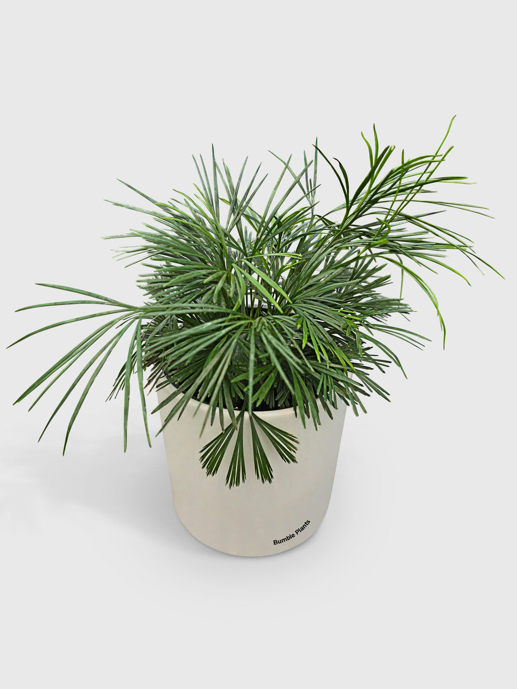 Bumble Plants Eyelash Fern 'Actiniopteris Australis'