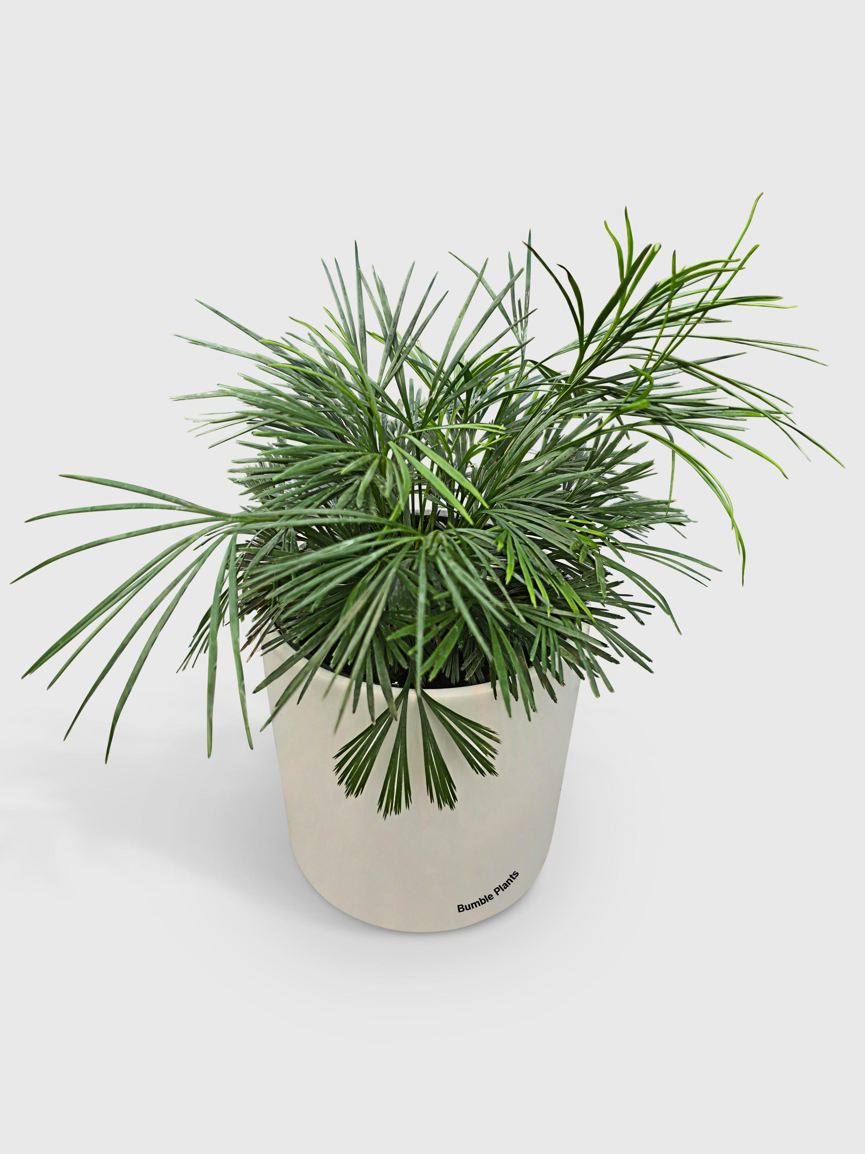 Bumble Plants Eyelash Fern 'Actiniopteris Australis'