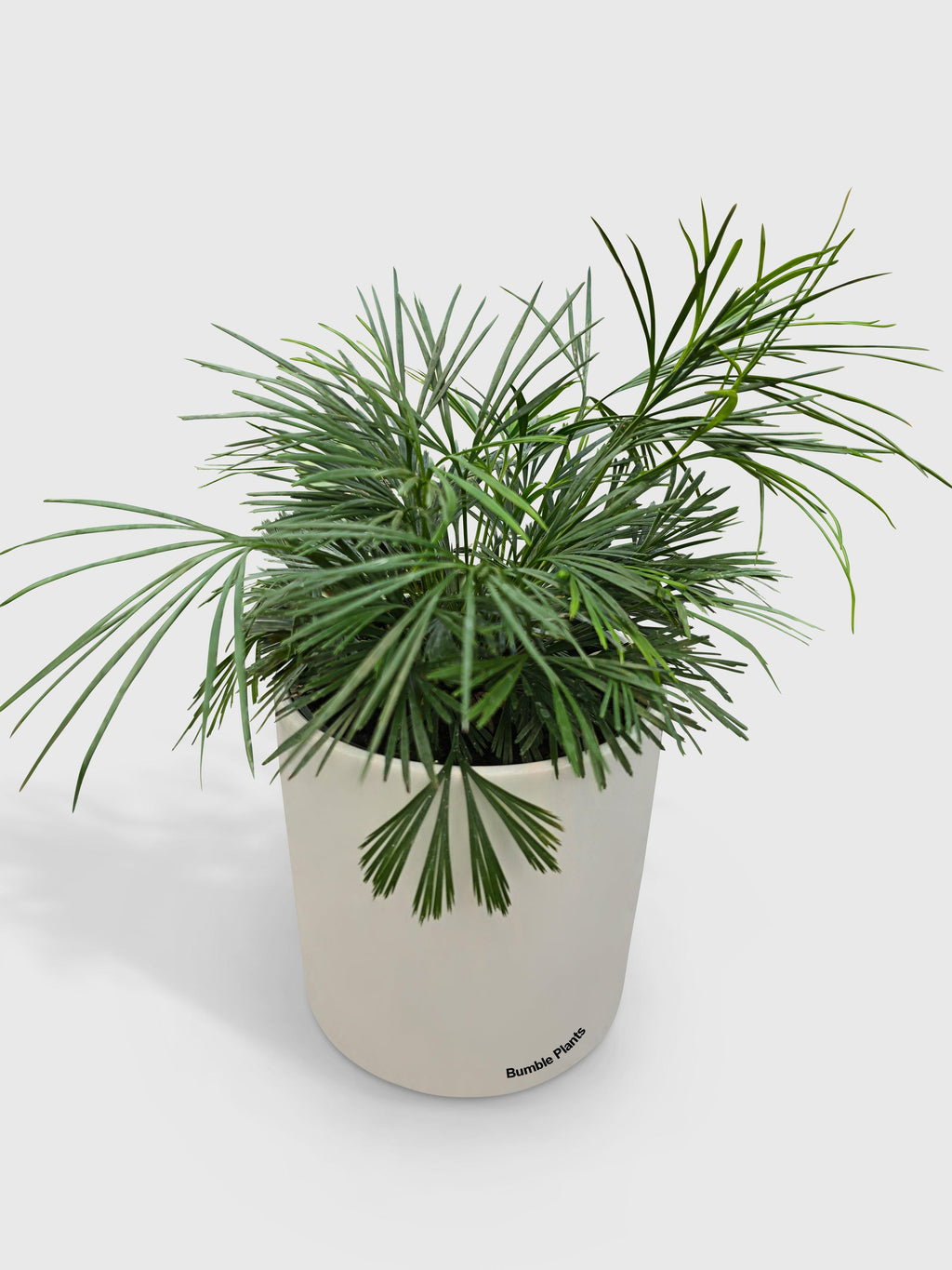 Bumble Plants Eyelash Fern 'Actiniopteris Australis'
