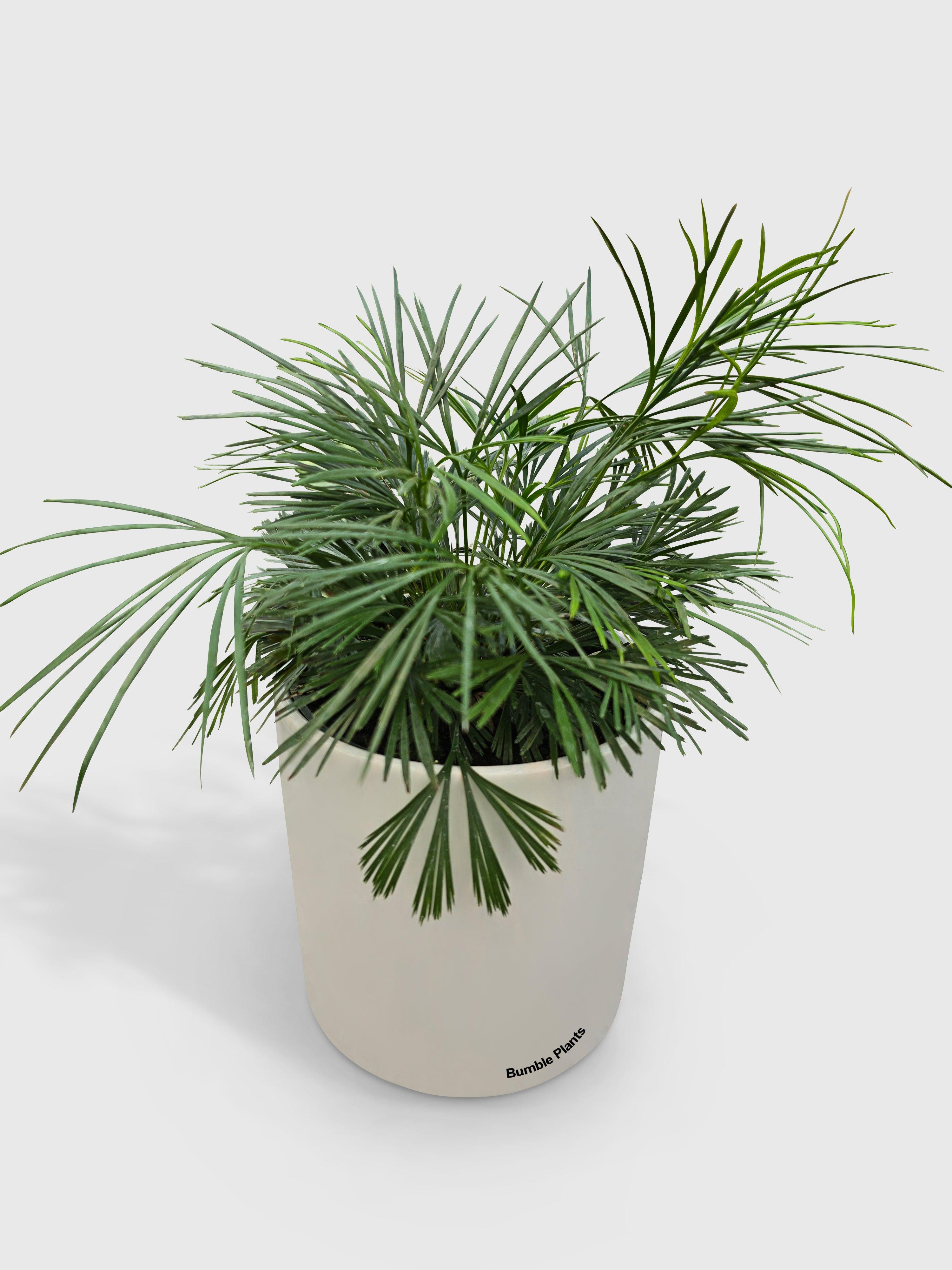 Bumble Plants Eyelash Fern 'Actiniopteris Australis'