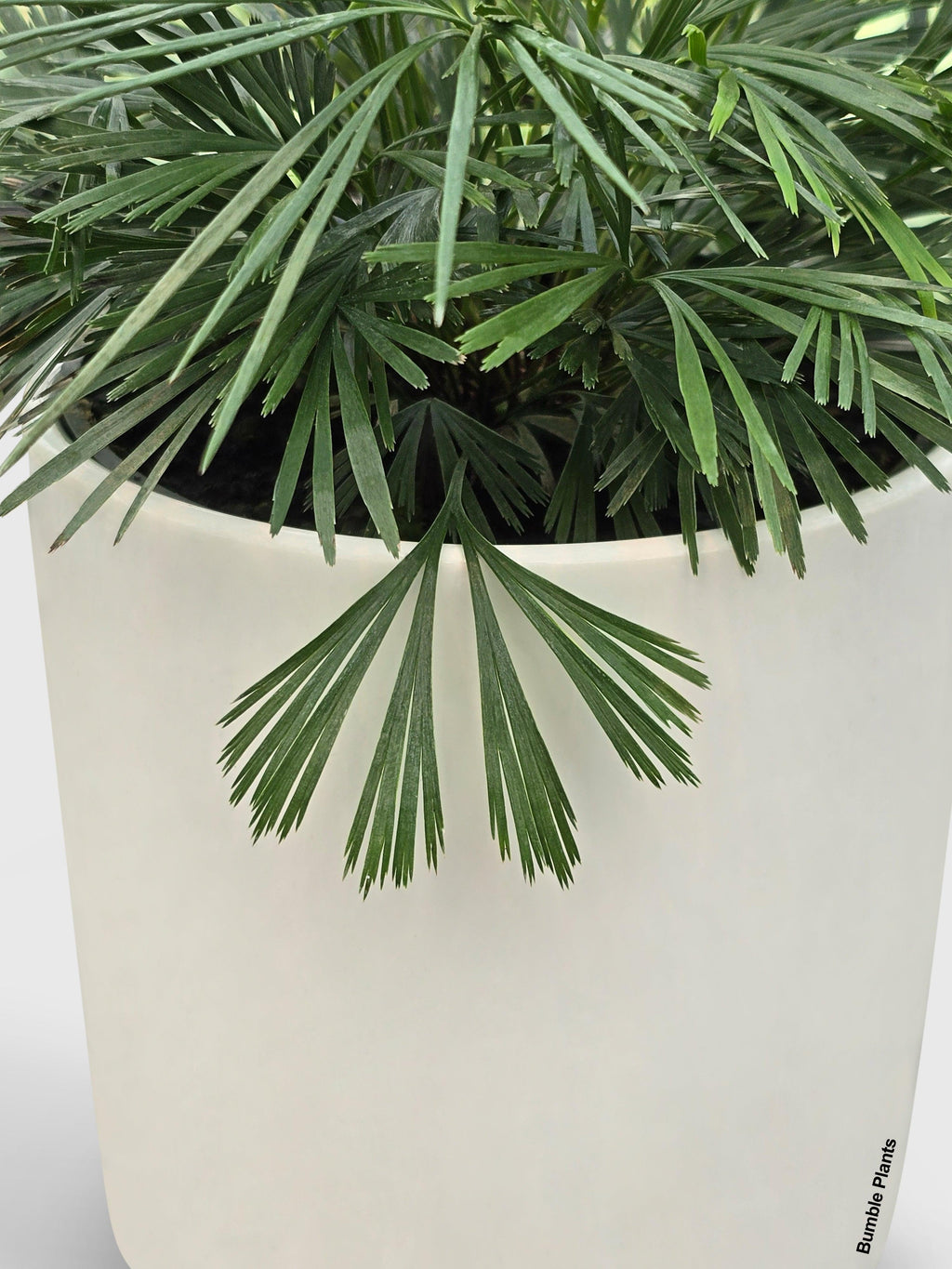 Bumble Plants Eyelash Fern 'Actiniopteris Australis'