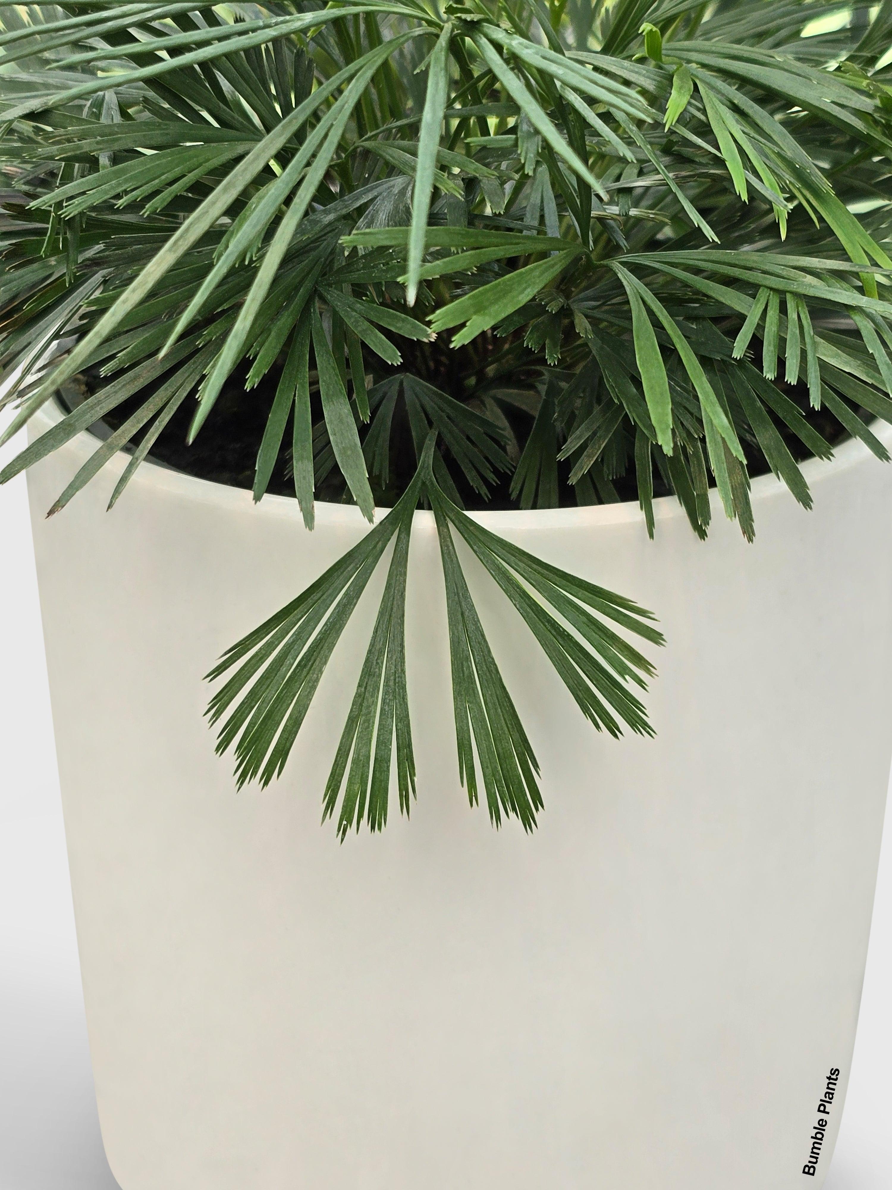 Bumble Plants Eyelash Fern 'Actiniopteris Australis'