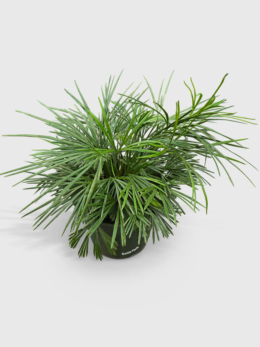 Bumble Plants Eyelash Fern 'Actiniopteris Australis'