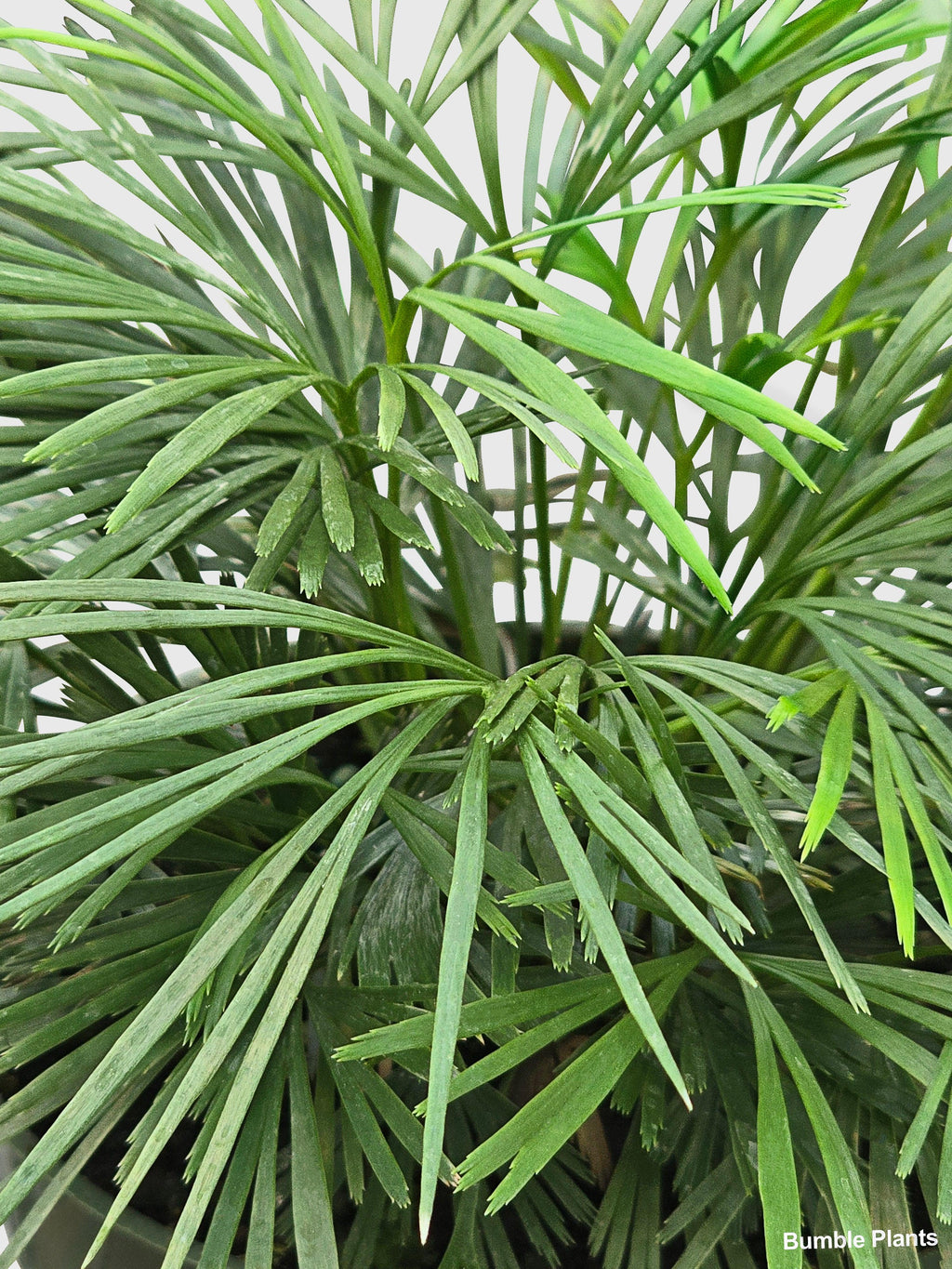 Bumble Plants Eyelash Fern 'Actiniopteris Australis'