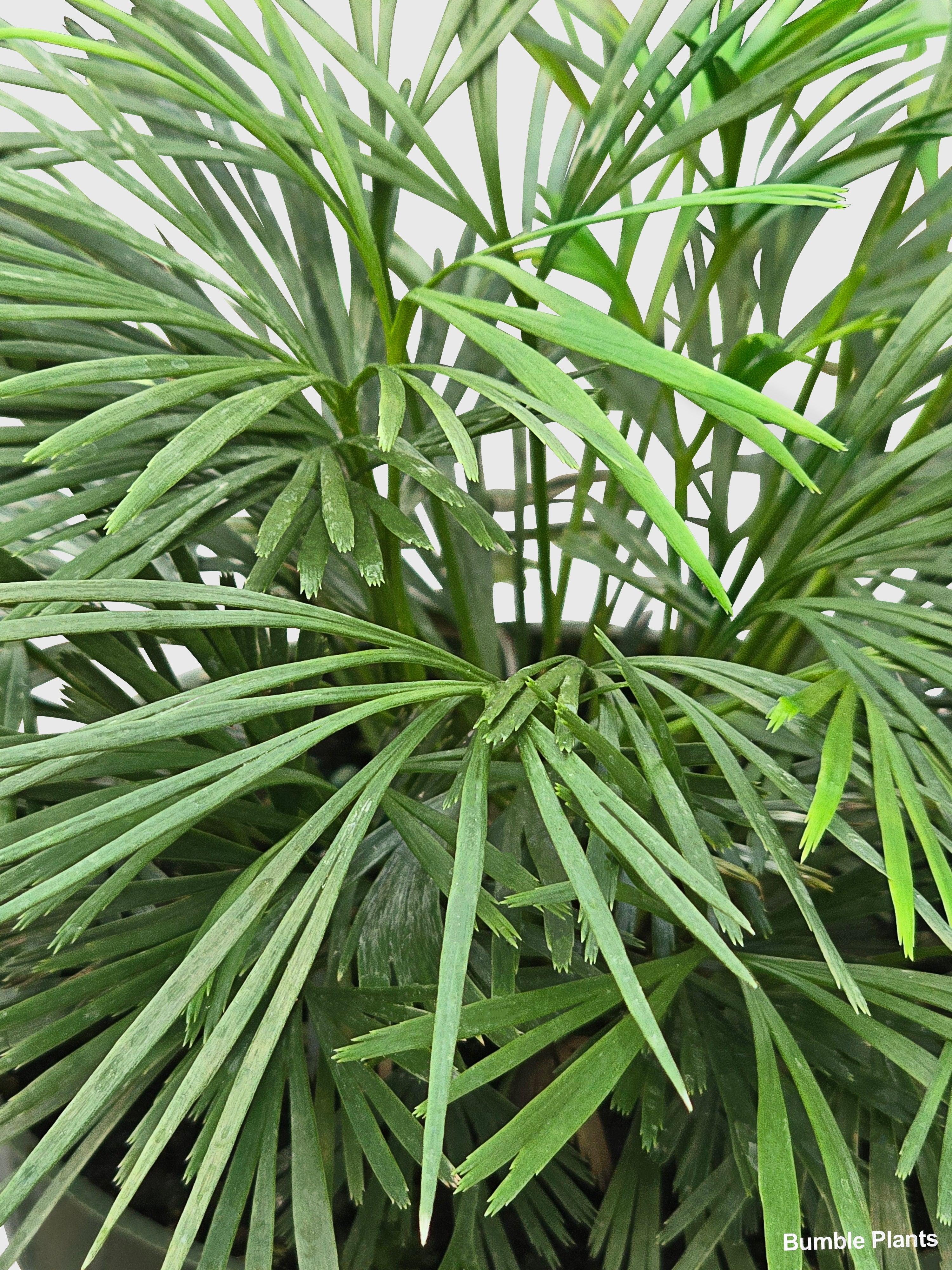 Bumble Plants Eyelash Fern 'Actiniopteris Australis'
