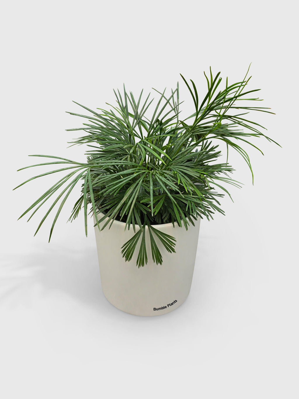 Bumble Plants Eyelash Fern 'Actiniopteris Australis'