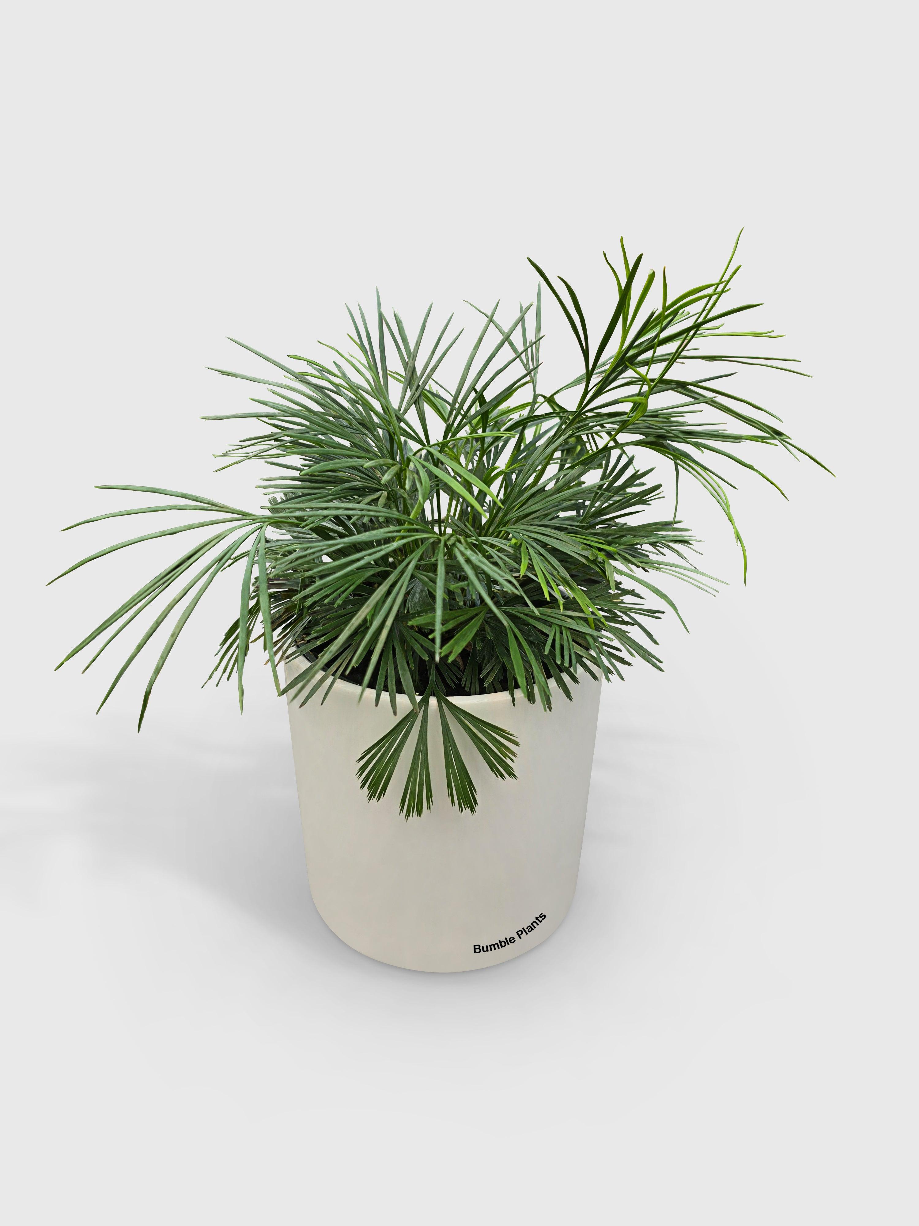Bumble Plants Eyelash Fern 'Actiniopteris Australis'