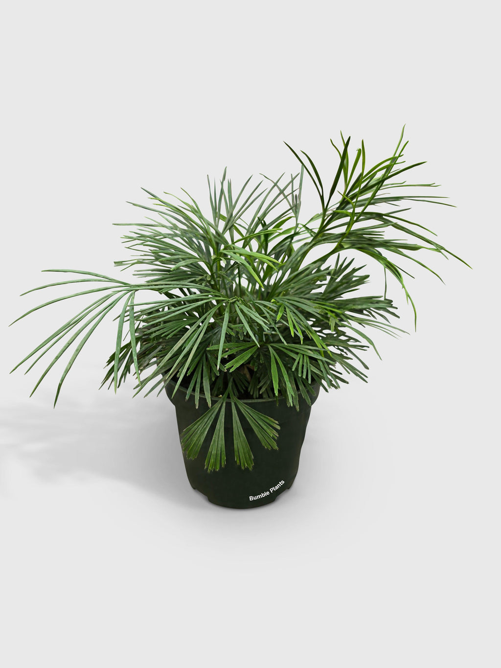 Bumble Plants Eyelash Fern 'Actiniopteris Australis'