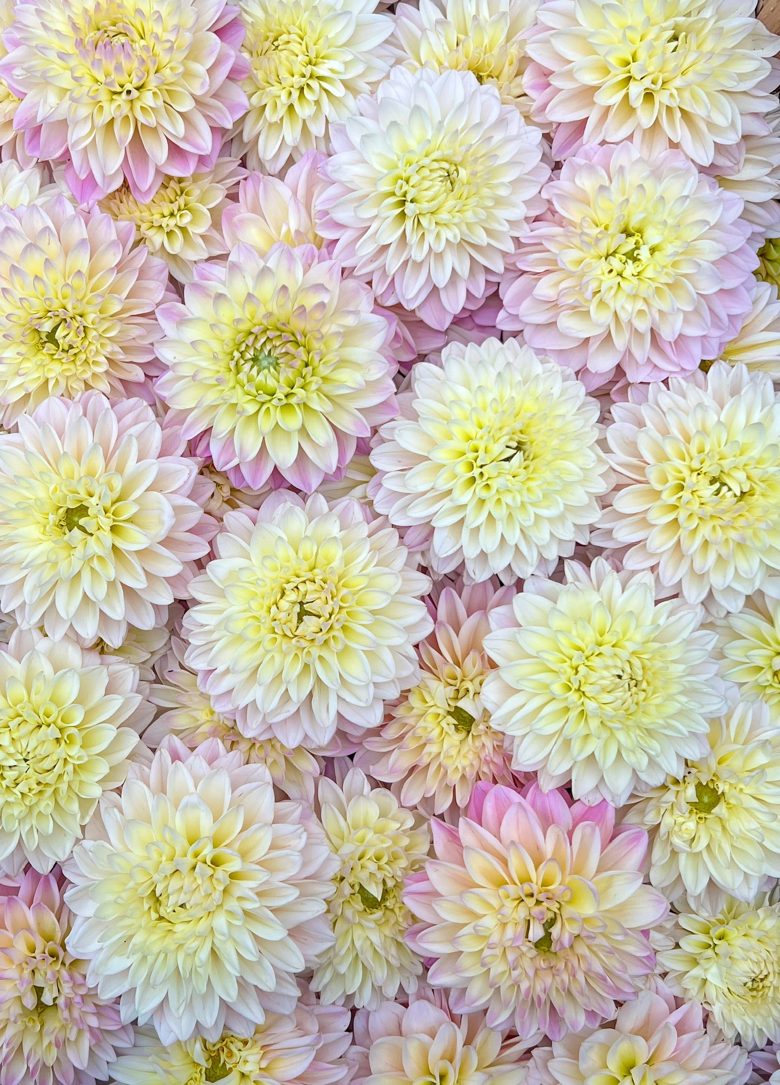 Sunny Meadows Flower Farm Dahlia Tuber Coralie | Heirloom Boulevard