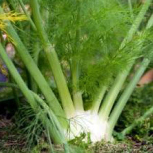 FENNEL Seeds, Sweet | Heirloom Boulevard