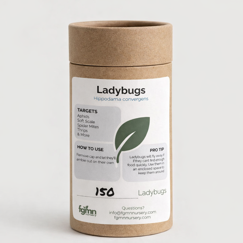FGMN Nursery Ladybugs 72k Ladybugs | Heirloom Boulevard