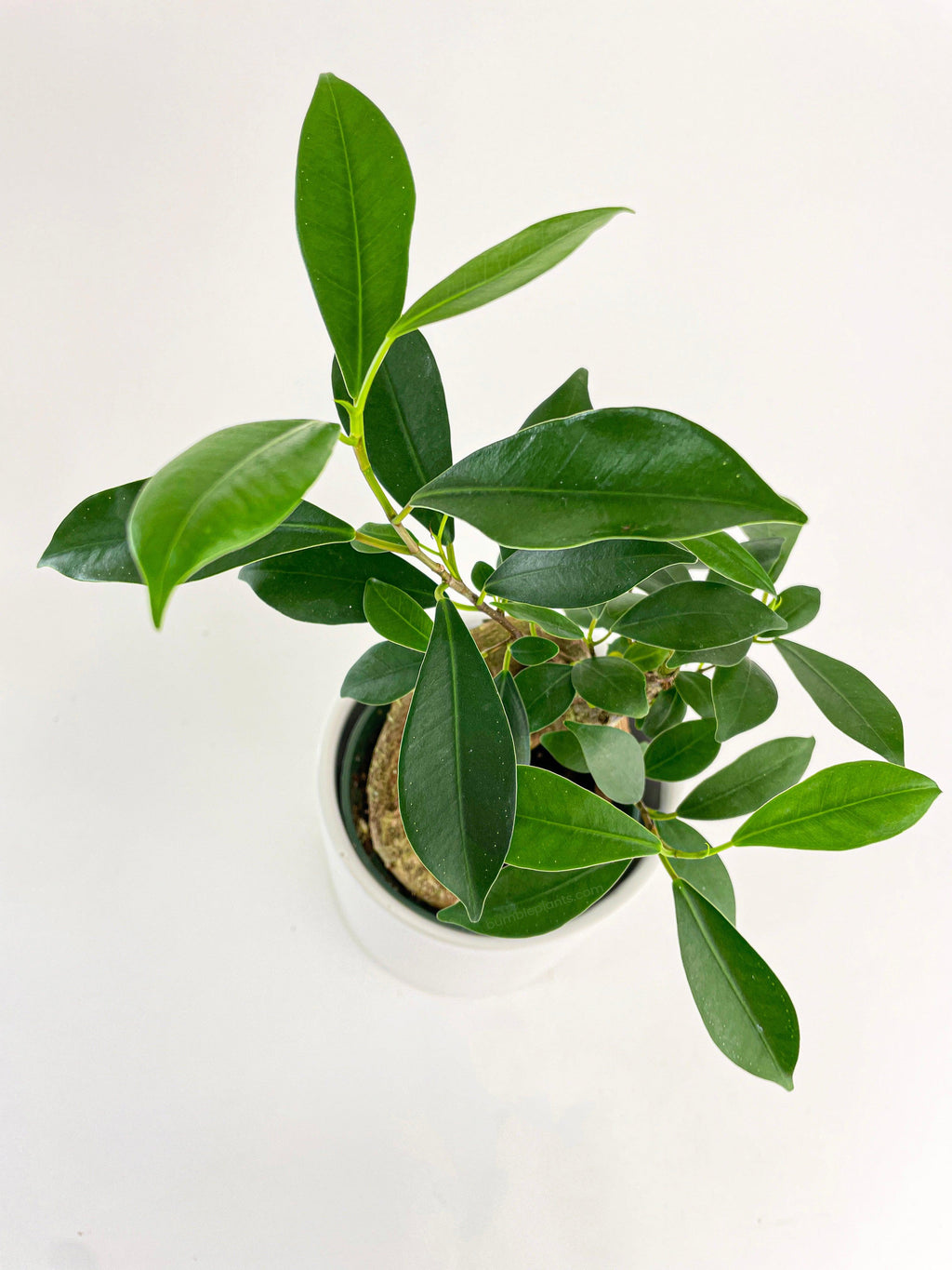 Bumble Plants Ficus Microcarpa 'Moclame' Mini Bonsai Tree