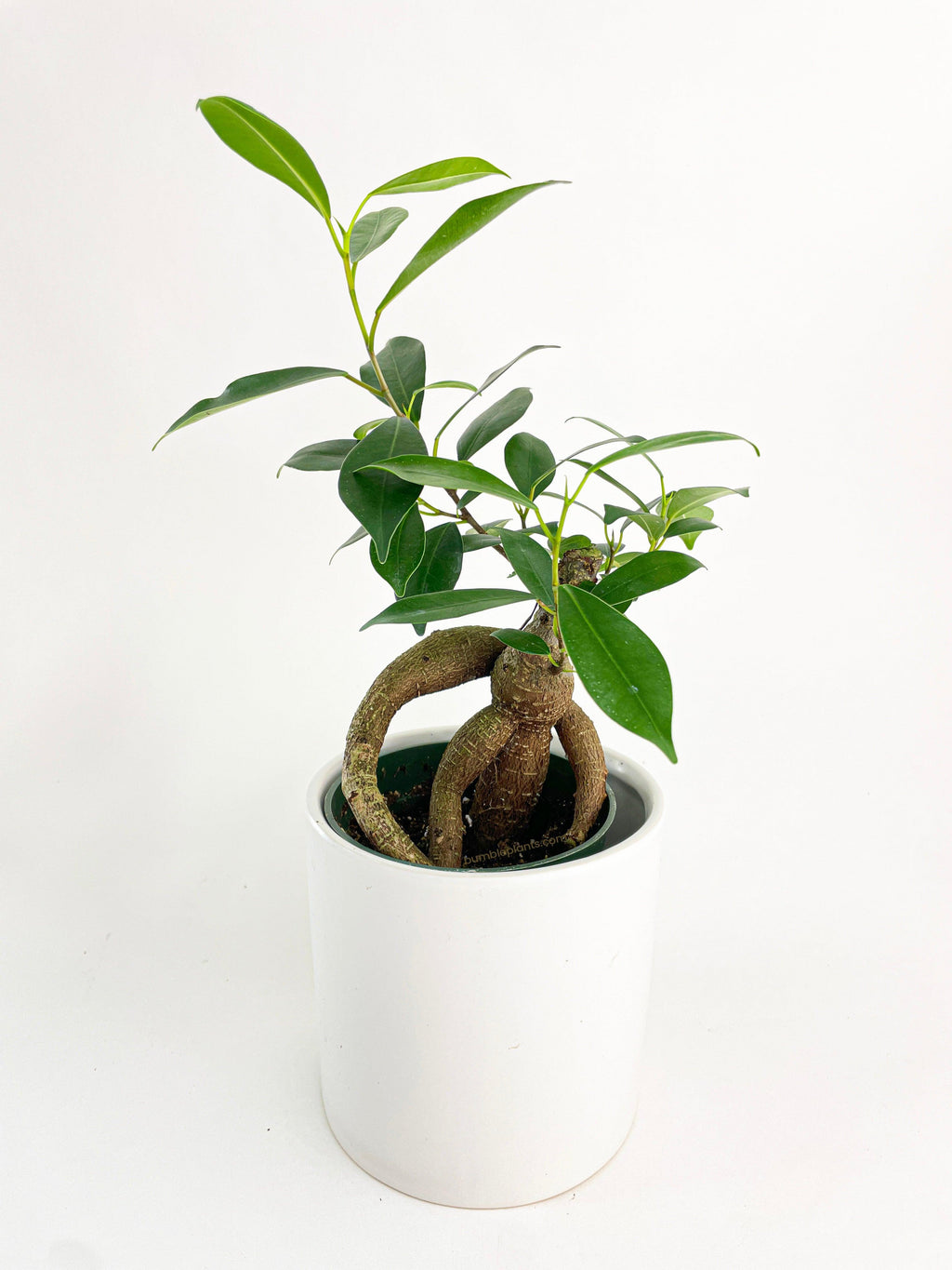 Bumble Plants Ficus Microcarpa 'Moclame' Mini Bonsai Tree