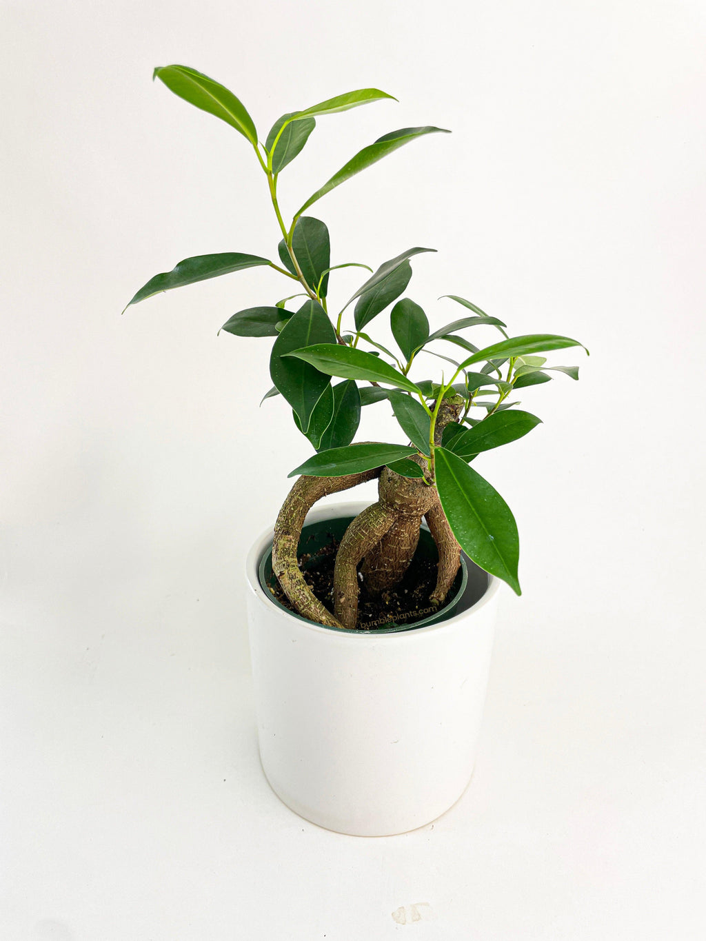 Bumble Plants Ficus Microcarpa 'Moclame' Mini Bonsai Tree