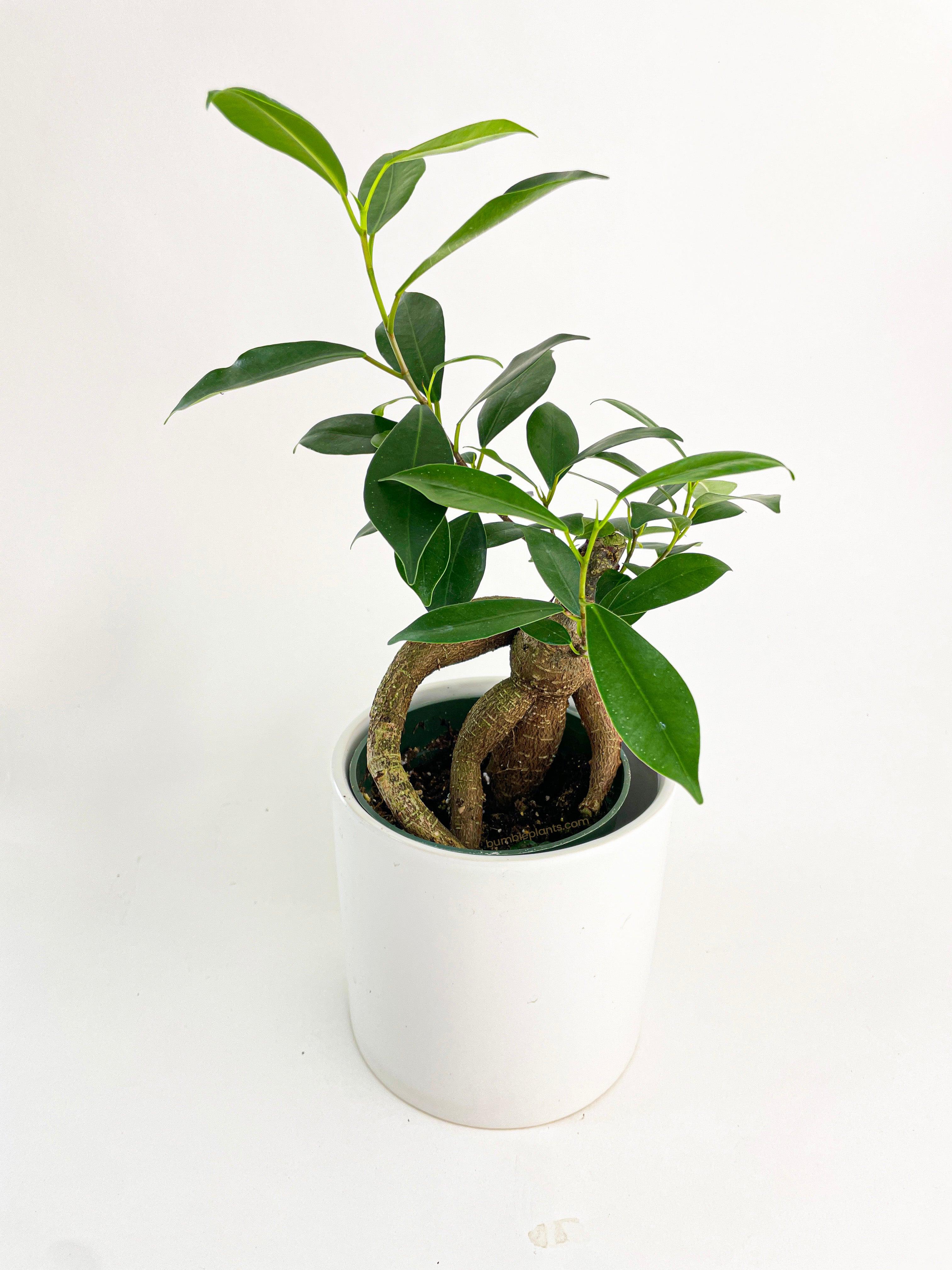 Bumble Plants Ficus Microcarpa 'Moclame' Mini Bonsai Tree