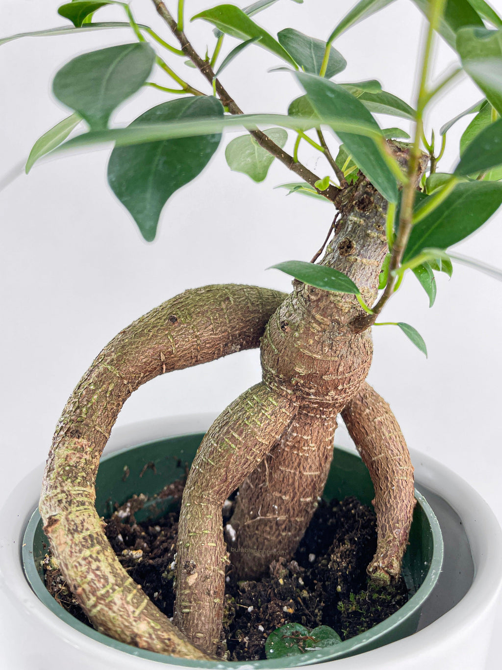 Bumble Plants Ficus Microcarpa 'Moclame' Mini Bonsai Tree