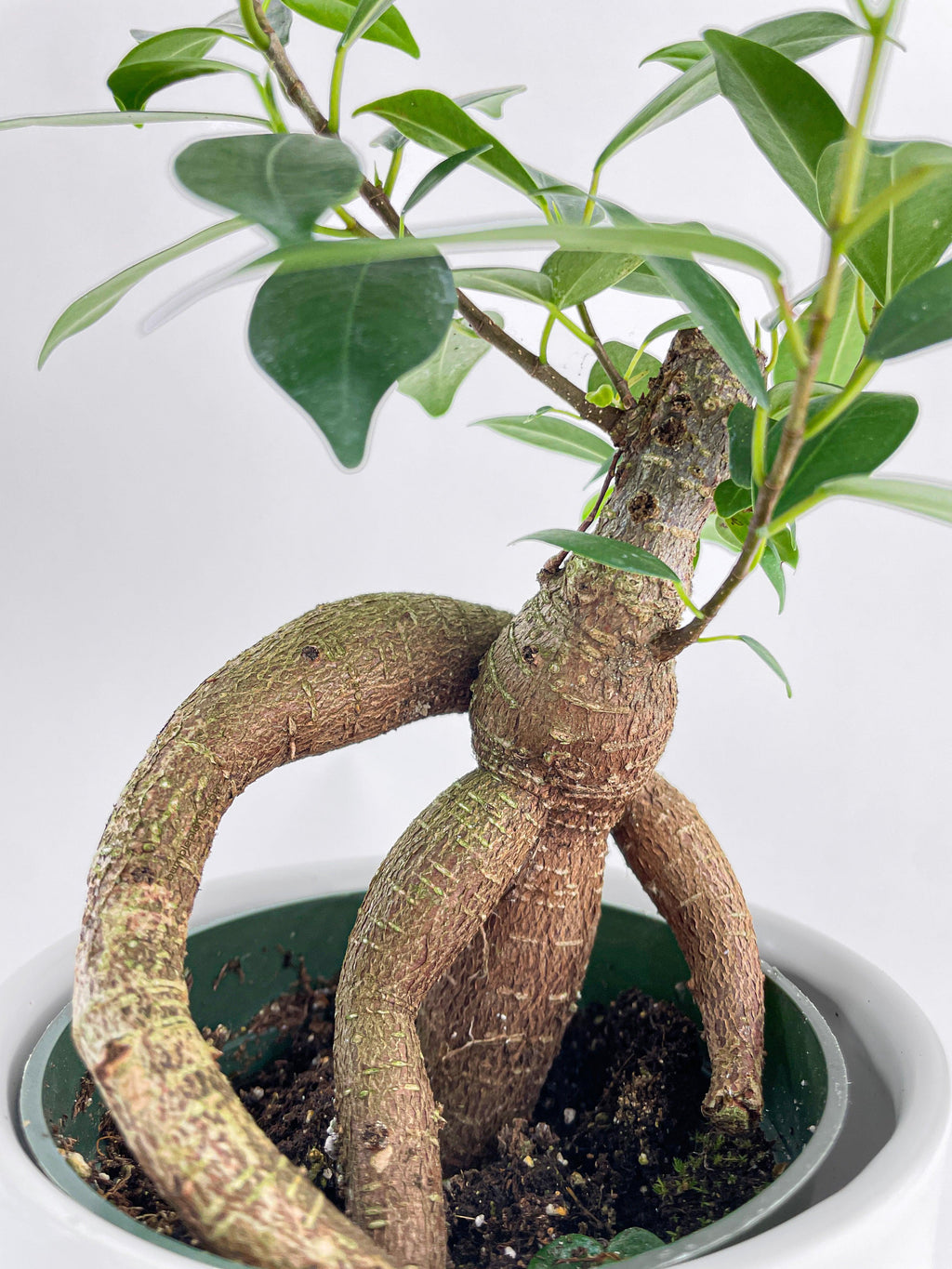 Bumble Plants Ficus Microcarpa 'Moclame' Mini Bonsai Tree