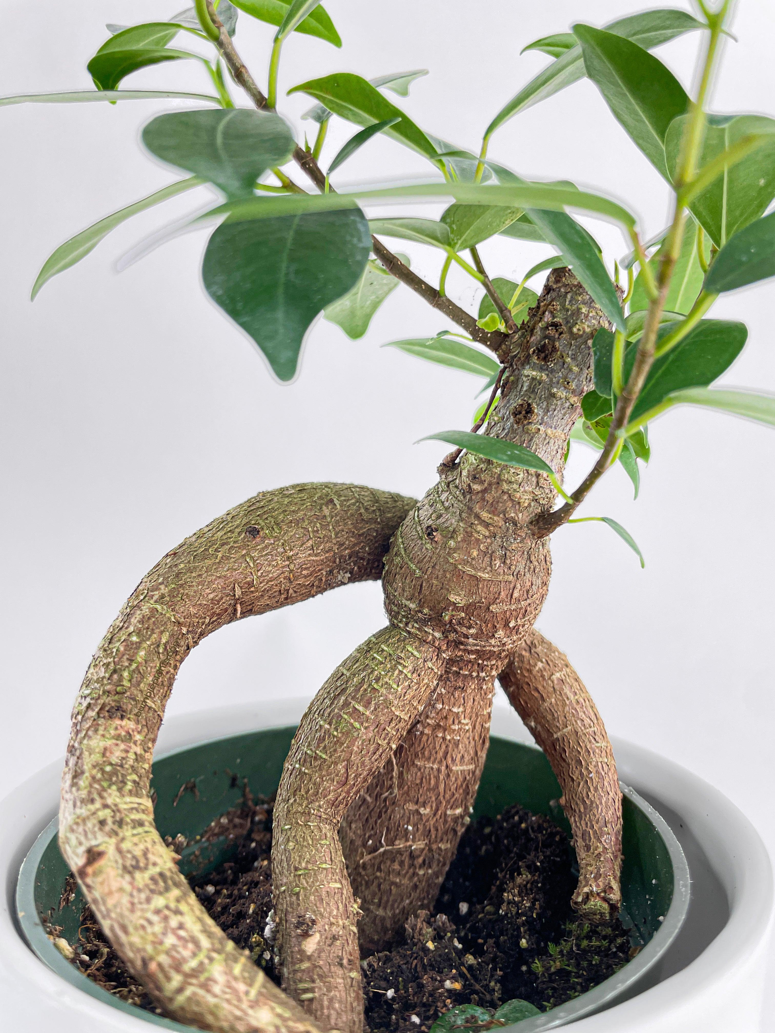 Bumble Plants Ficus Microcarpa 'Moclame' Mini Bonsai Tree