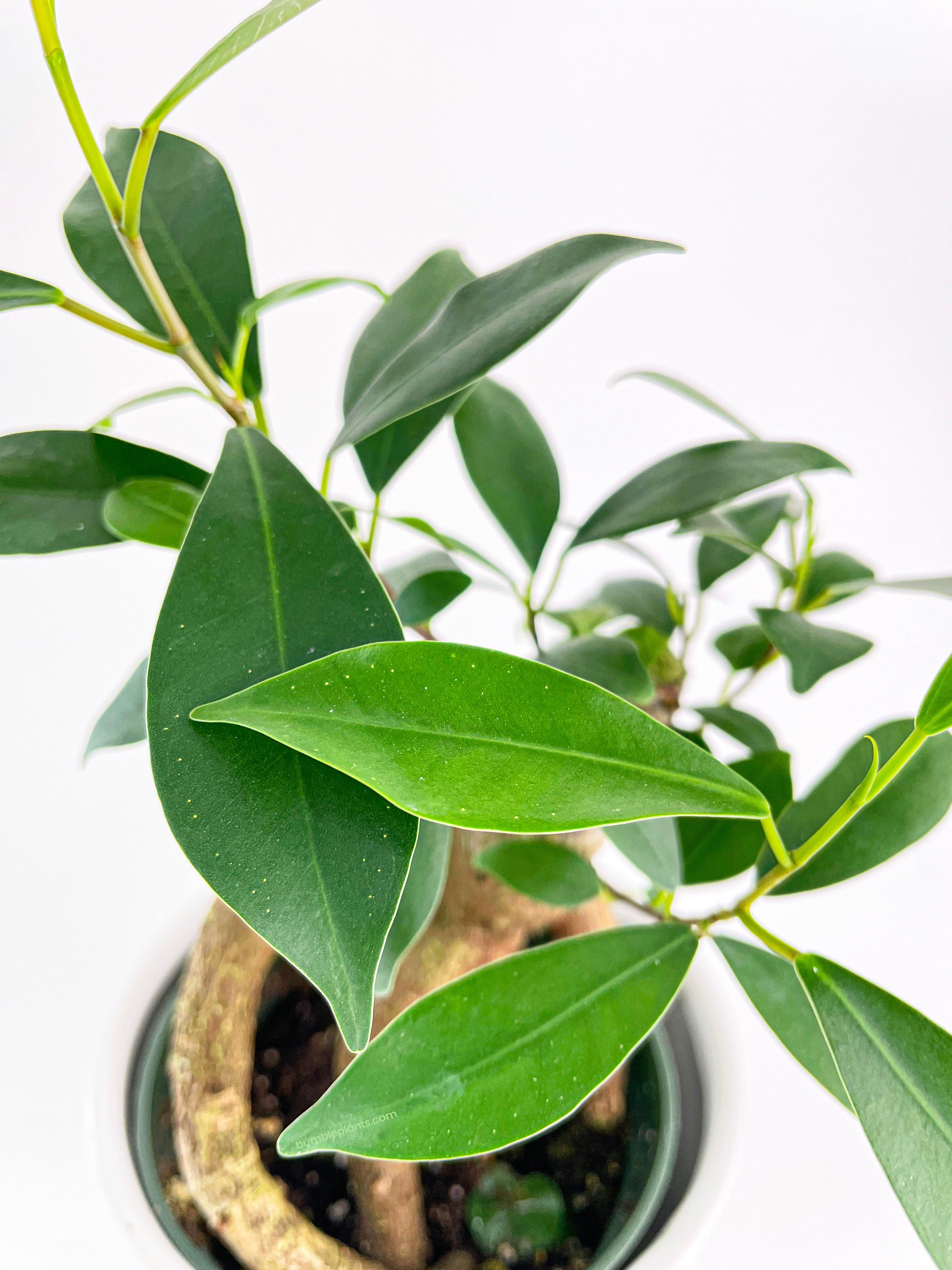 Bumble Plants Ficus Microcarpa 'Moclame' Mini Bonsai Tree