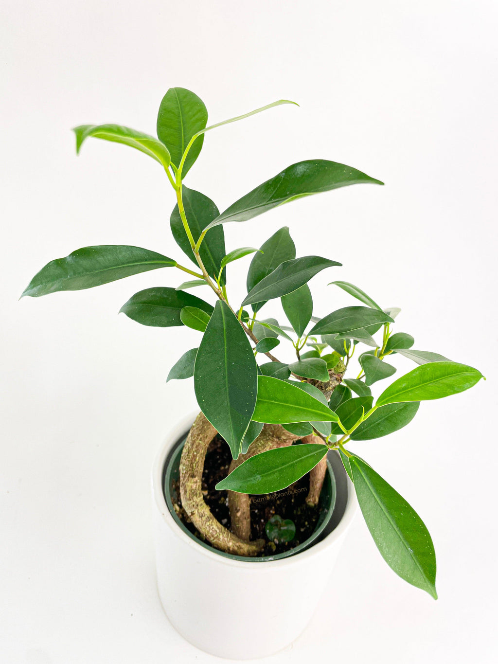Bumble Plants Ficus Microcarpa 'Moclame' Mini Bonsai Tree