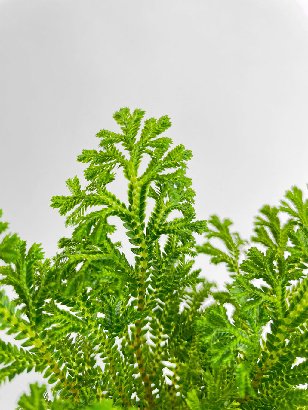 Bumble Plants Frosted Tip Fern Selaginella Kraussiana