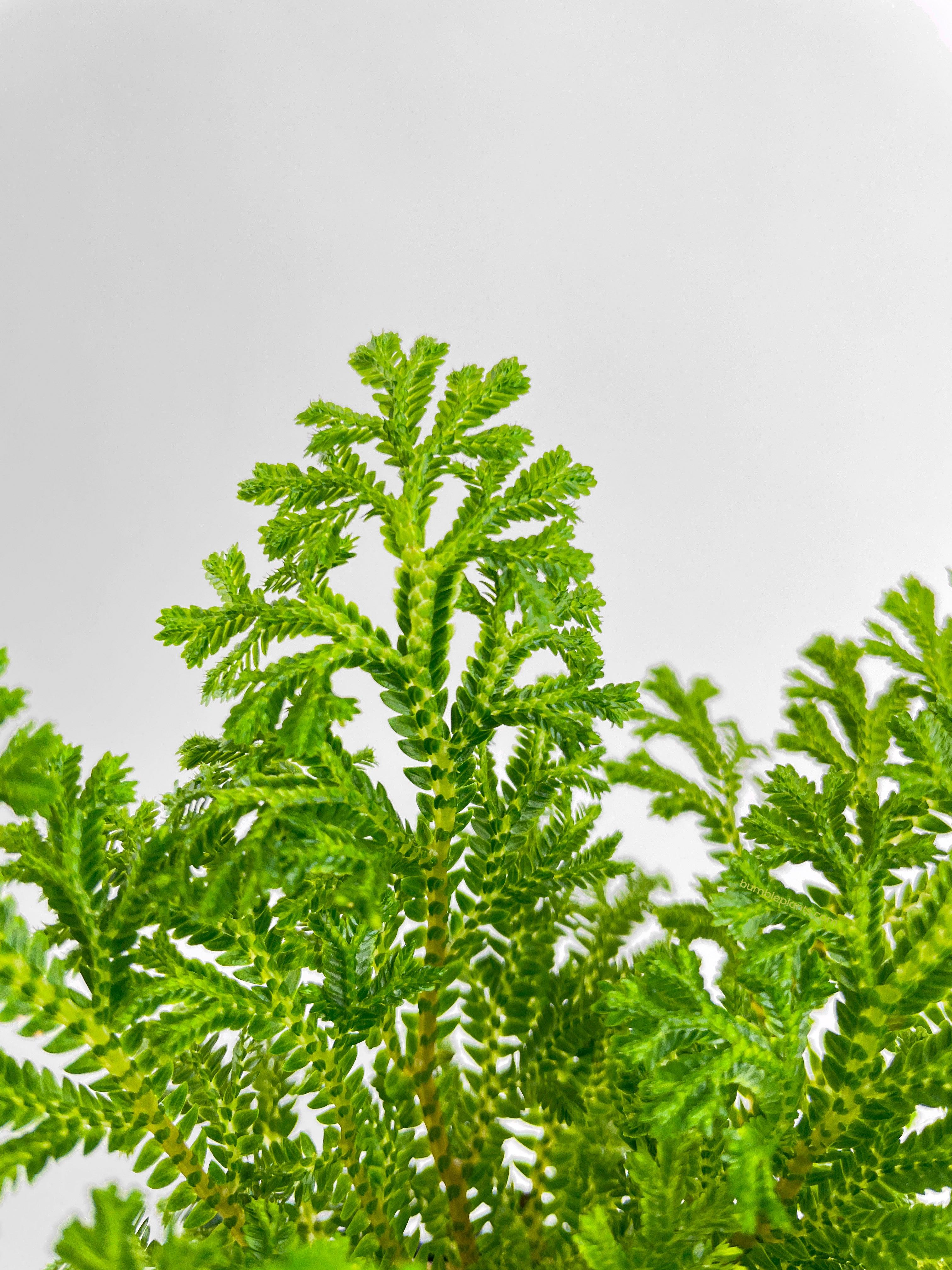 Bumble Plants Frosted Tip Fern Selaginella Kraussiana