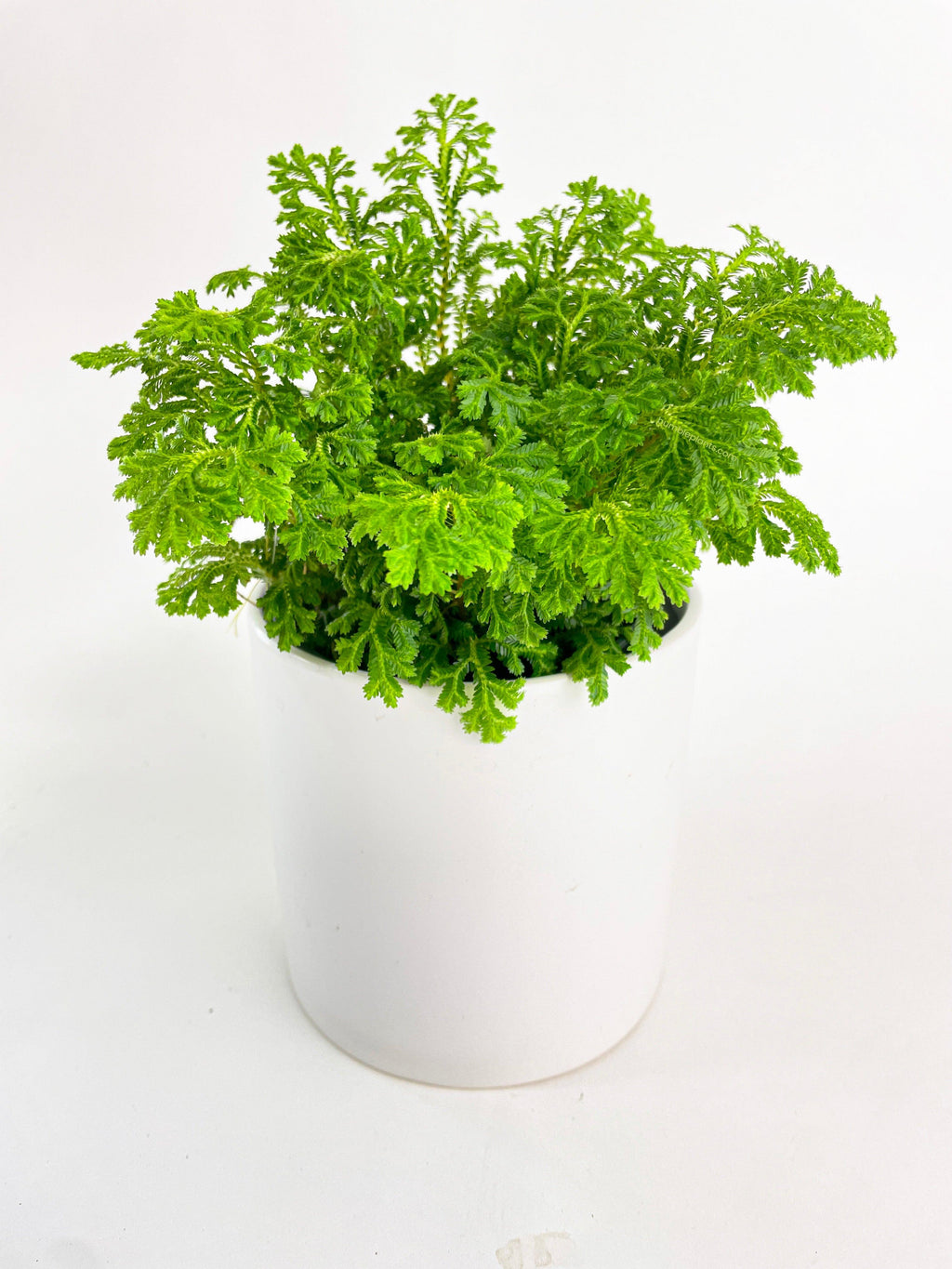 Bumble Plants Frosted Tip Fern Selaginella Kraussiana