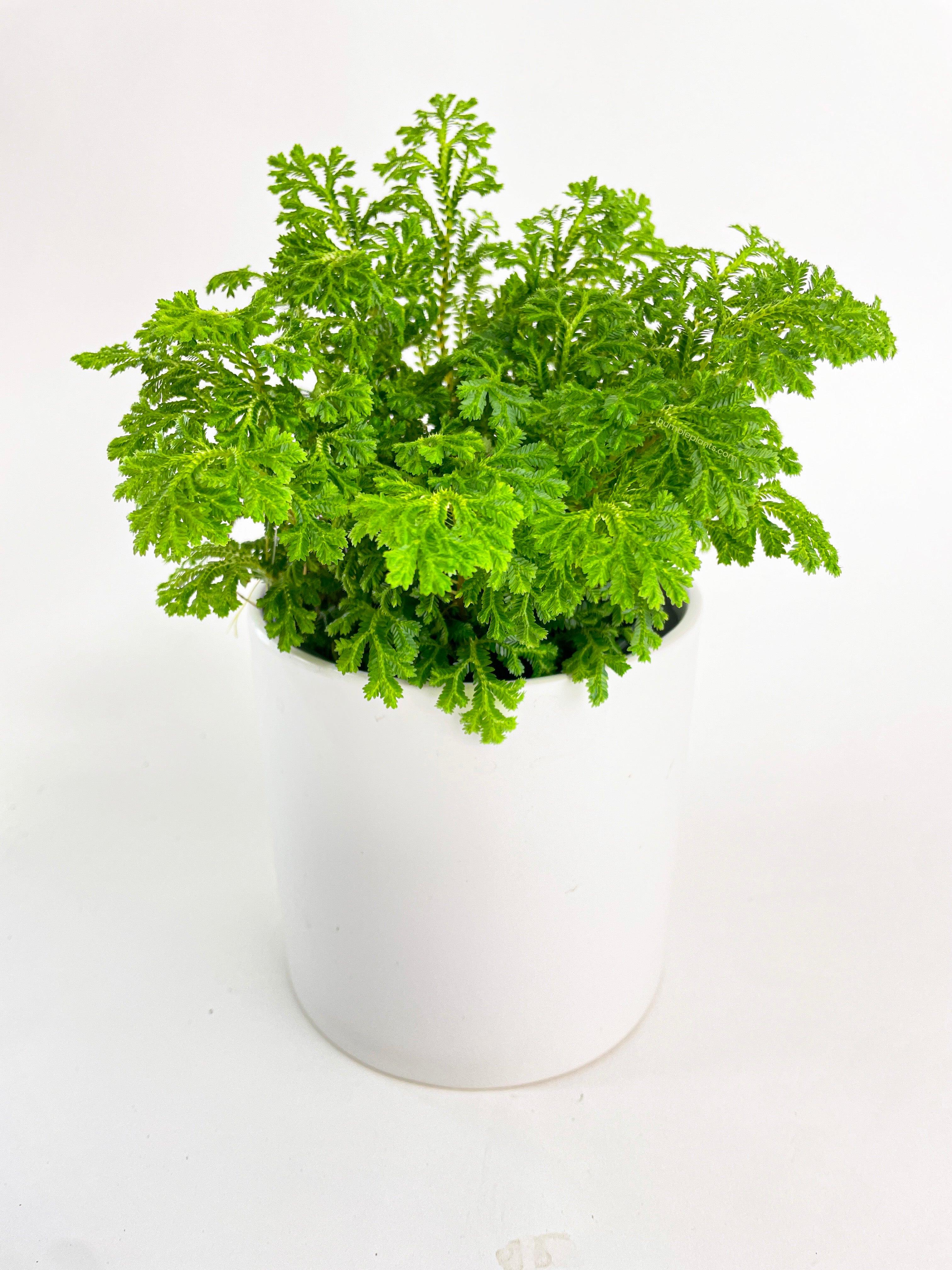 Bumble Plants Frosted Tip Fern Selaginella Kraussiana