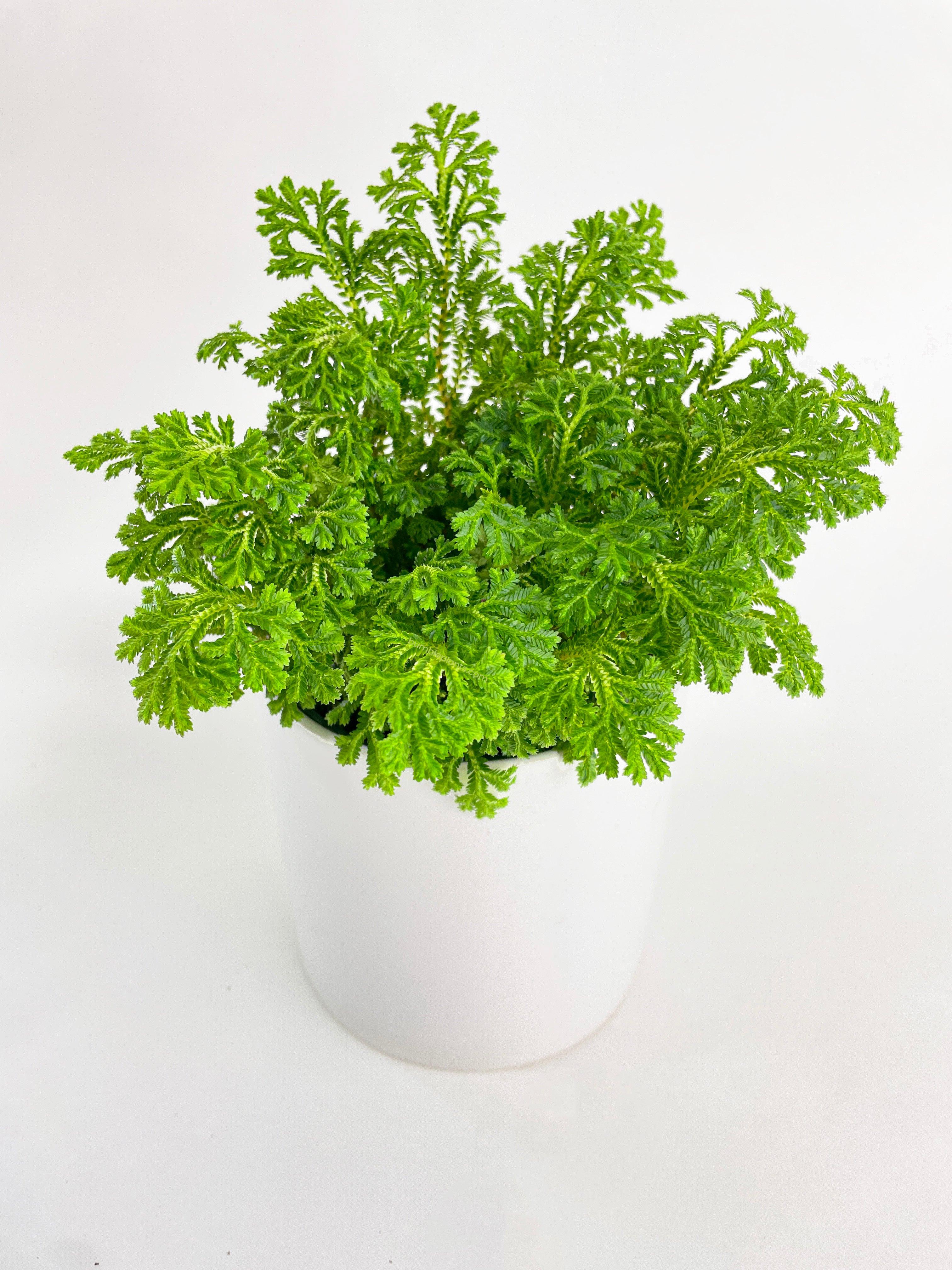Bumble Plants Frosted Tip Fern Selaginella Kraussiana