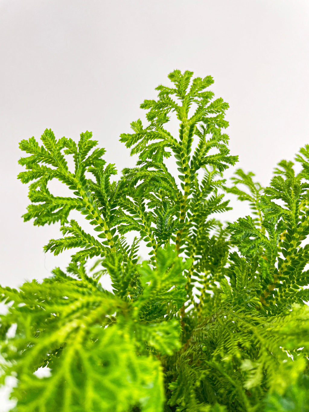 Bumble Plants Frosted Tip Fern Selaginella Kraussiana
