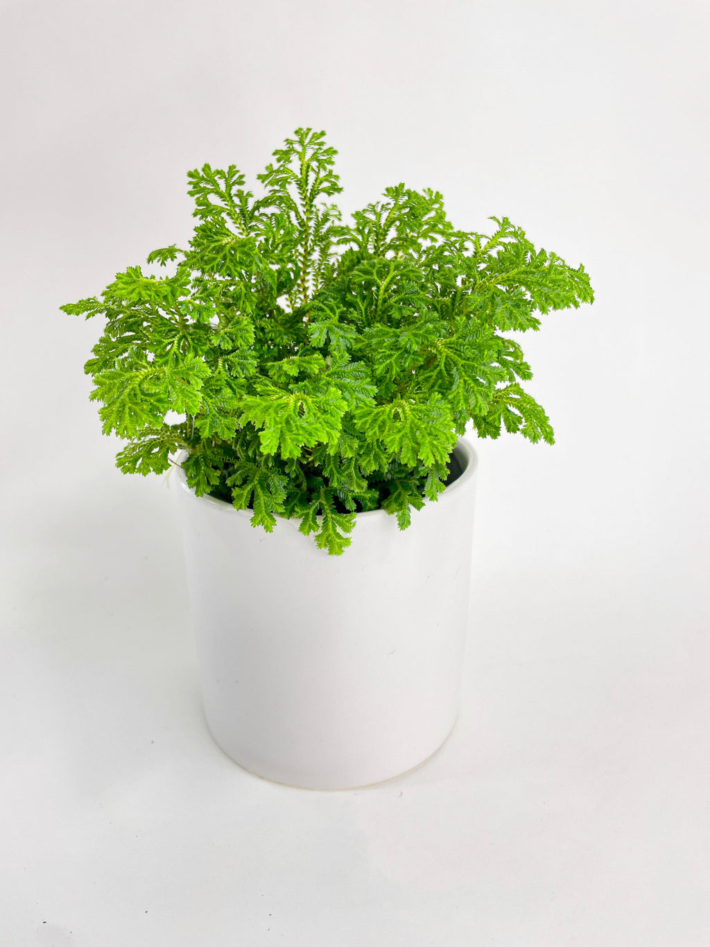 Bumble Plants Frosted Tip Fern Selaginella Kraussiana