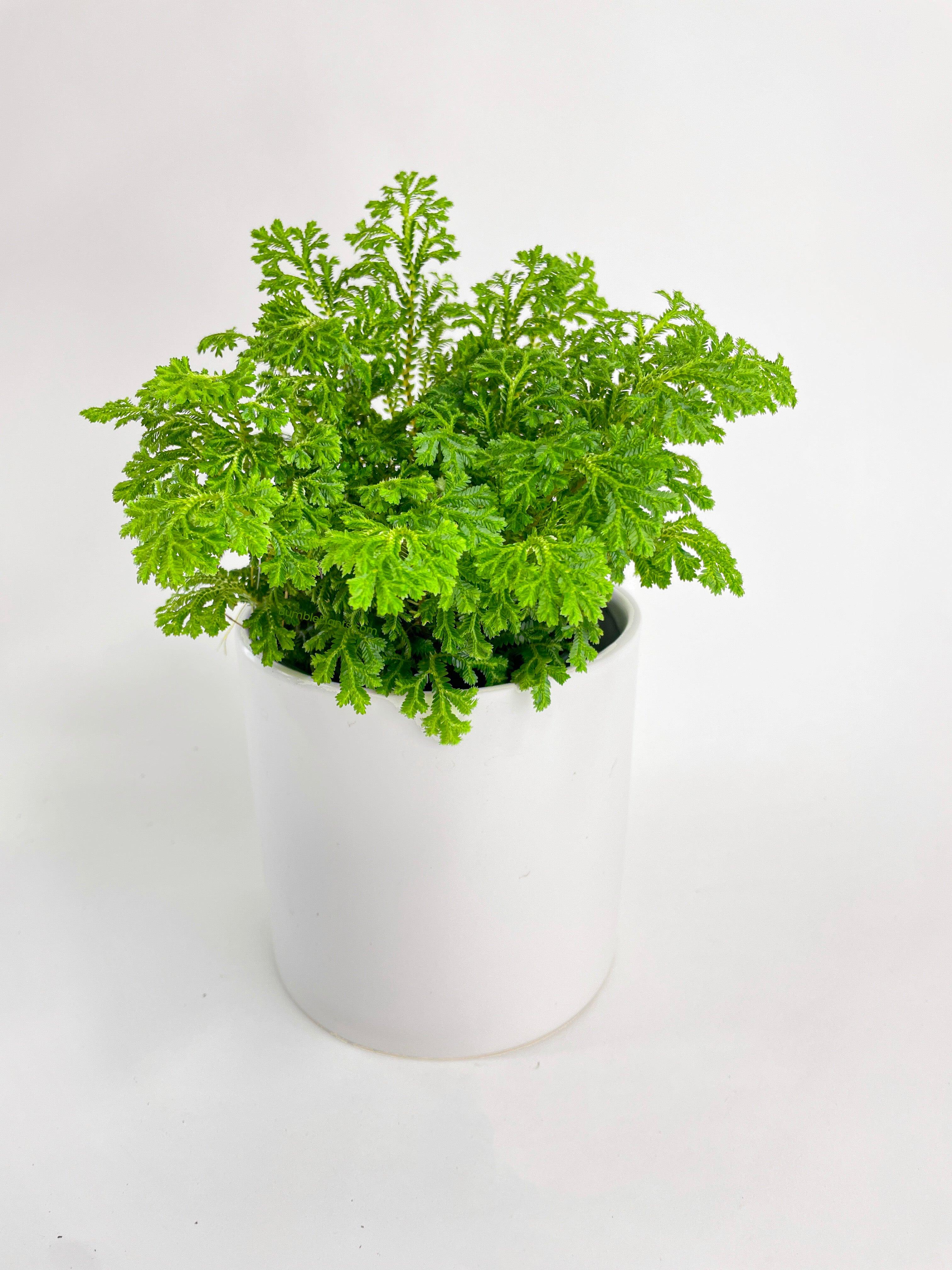 Bumble Plants Frosted Tip Fern Selaginella Kraussiana
