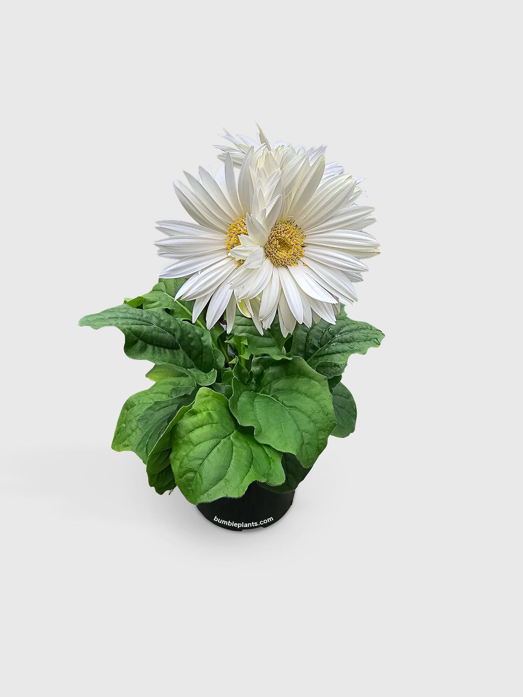 Bumble Plants Gerbera Daisy Flower
