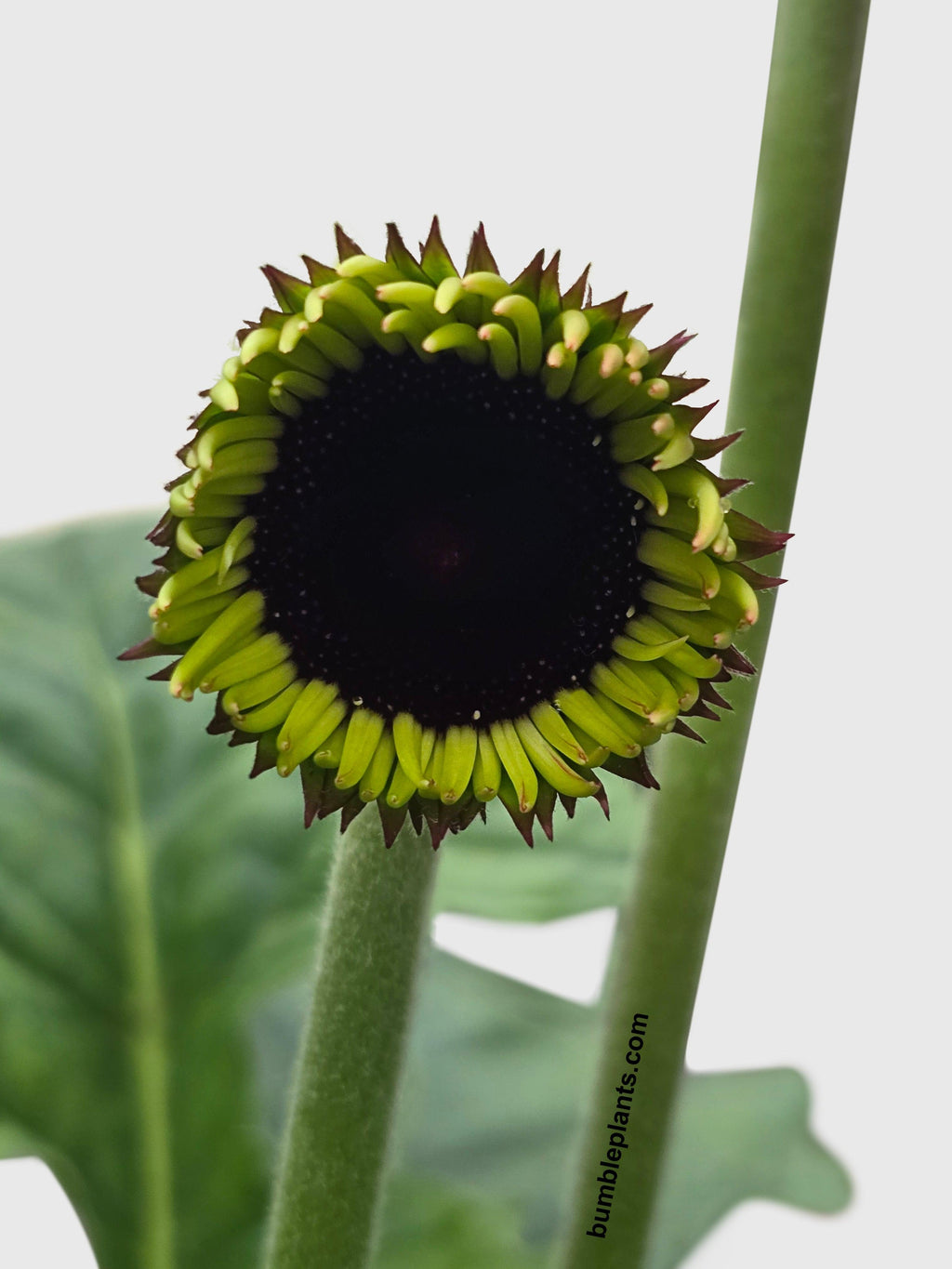 Bumble Plants Gerbera Daisy Flower