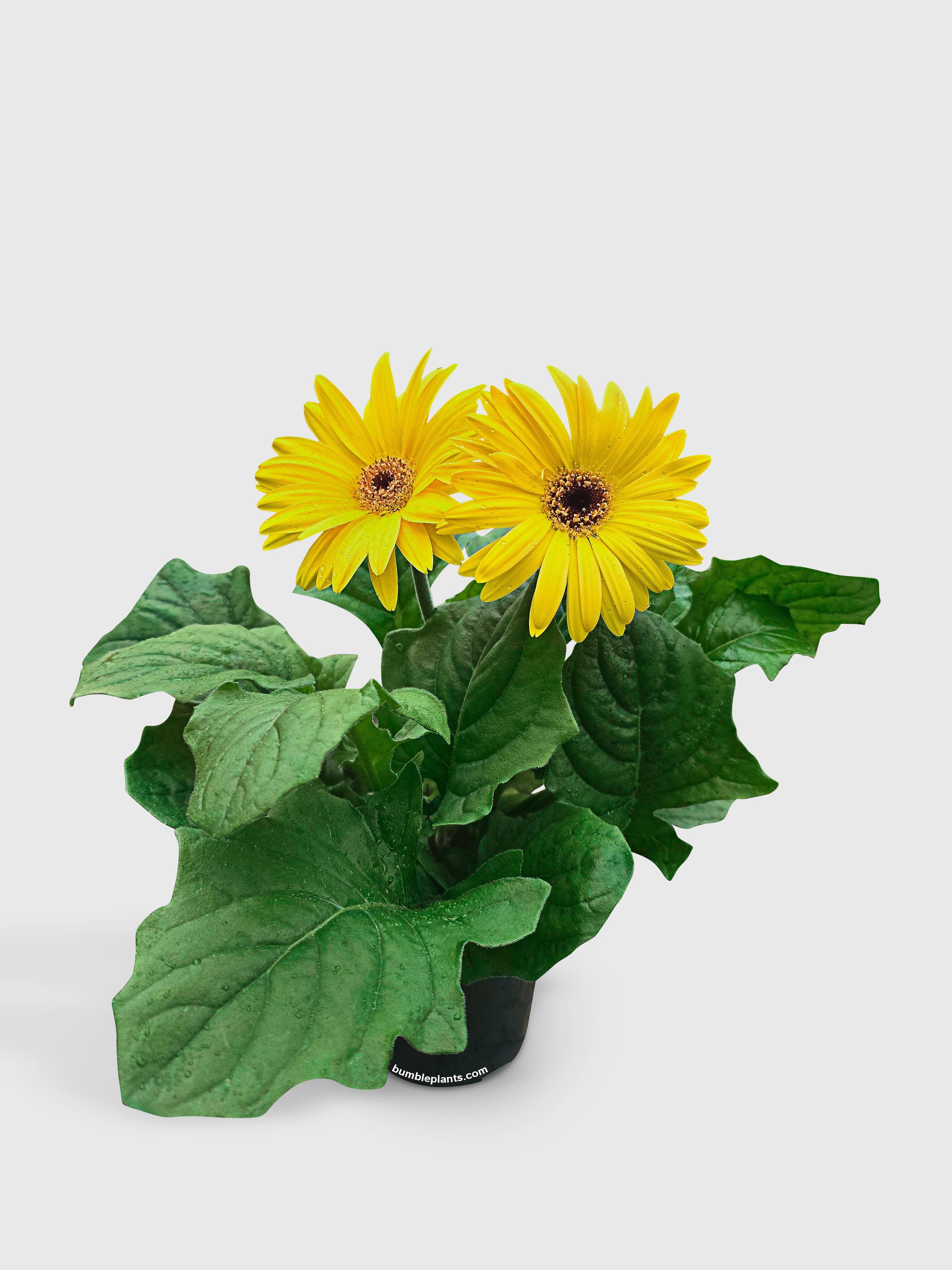 Bumble Plants Gerbera Daisy Flower