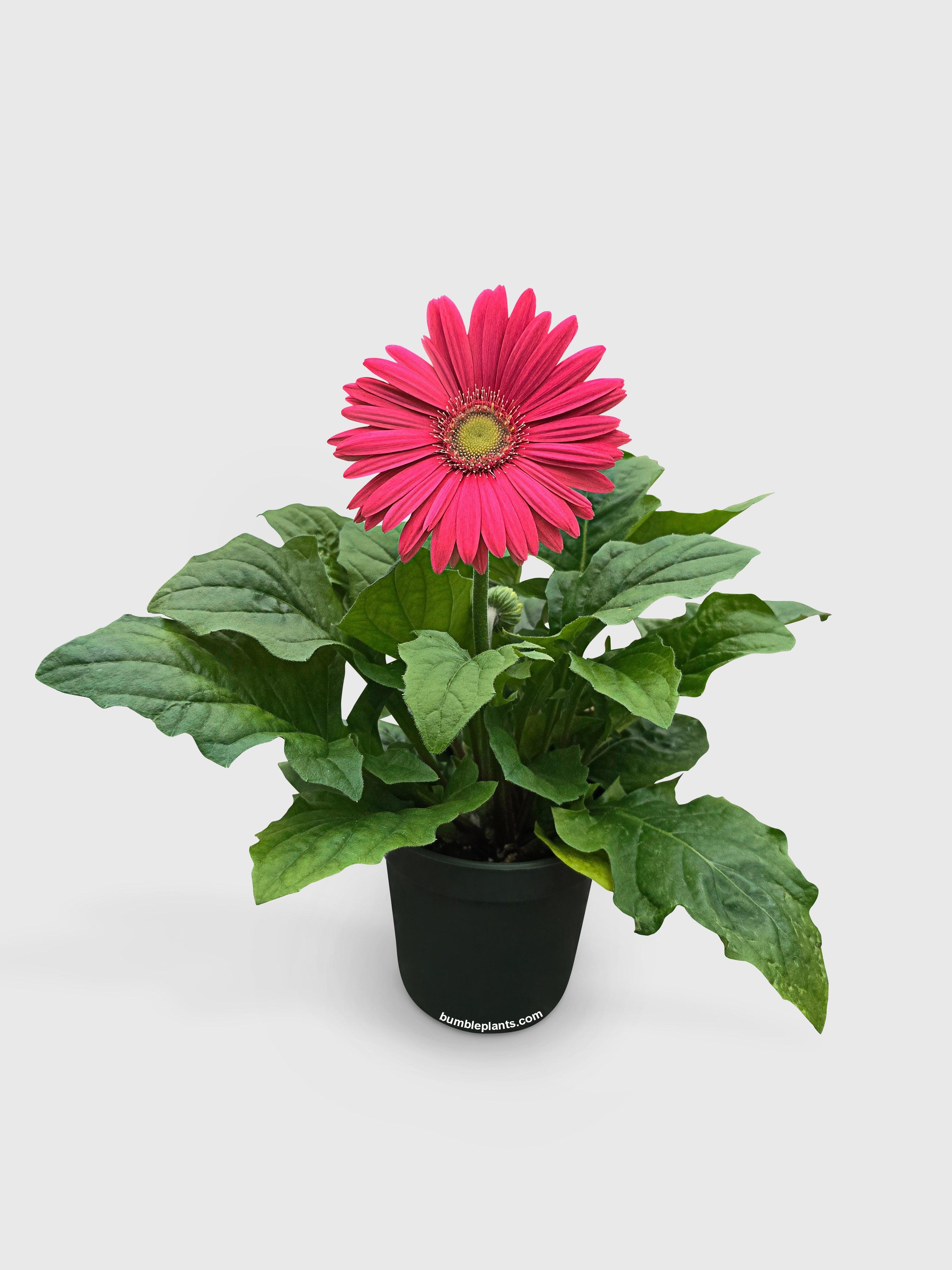 Bumble Plants Gerbera Daisy Flower
