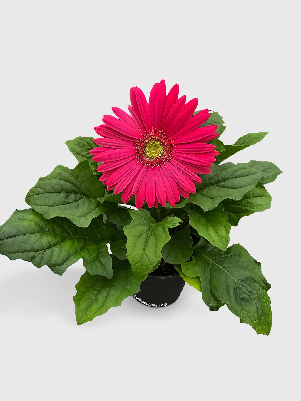 Bumble Plants Gerbera Daisy Flower