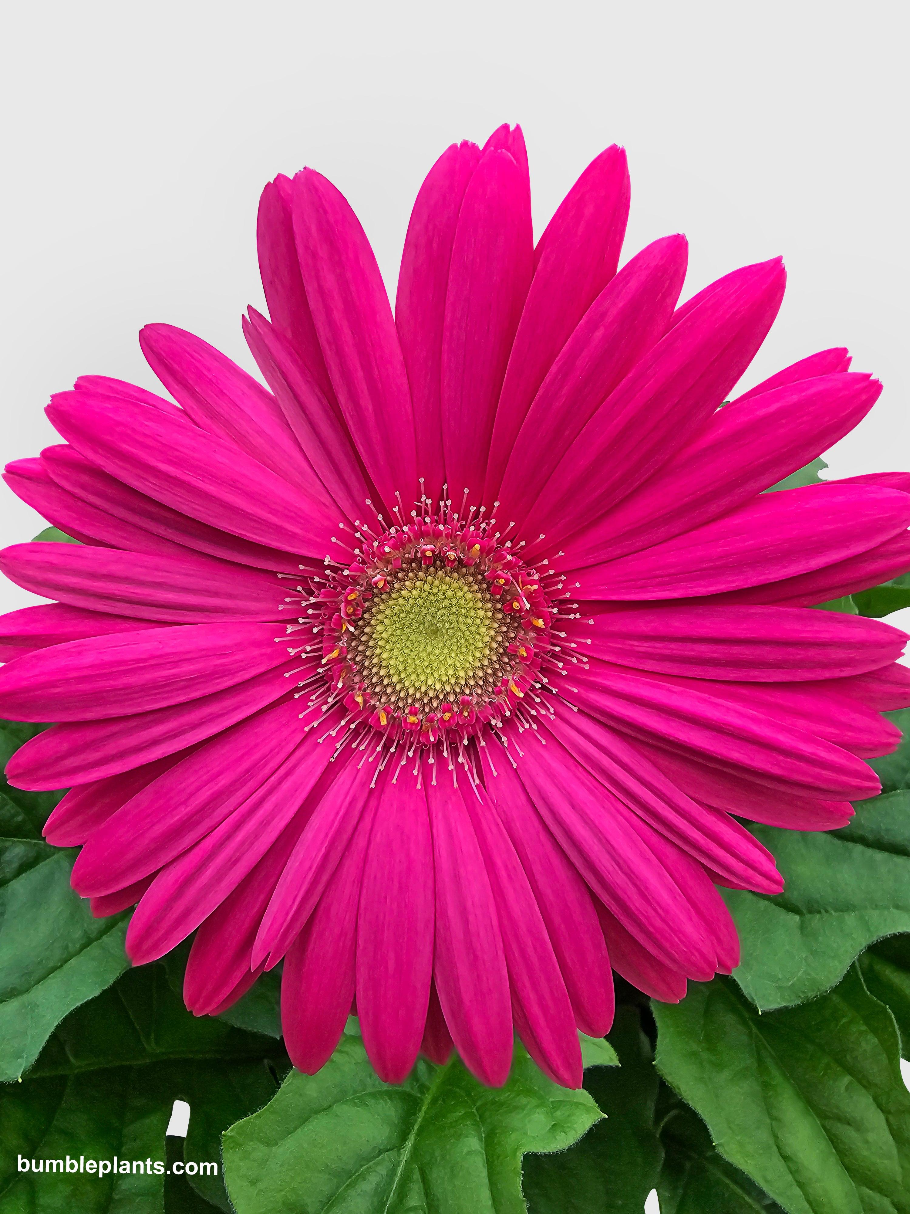 Bumble Plants Gerbera Daisy Flower