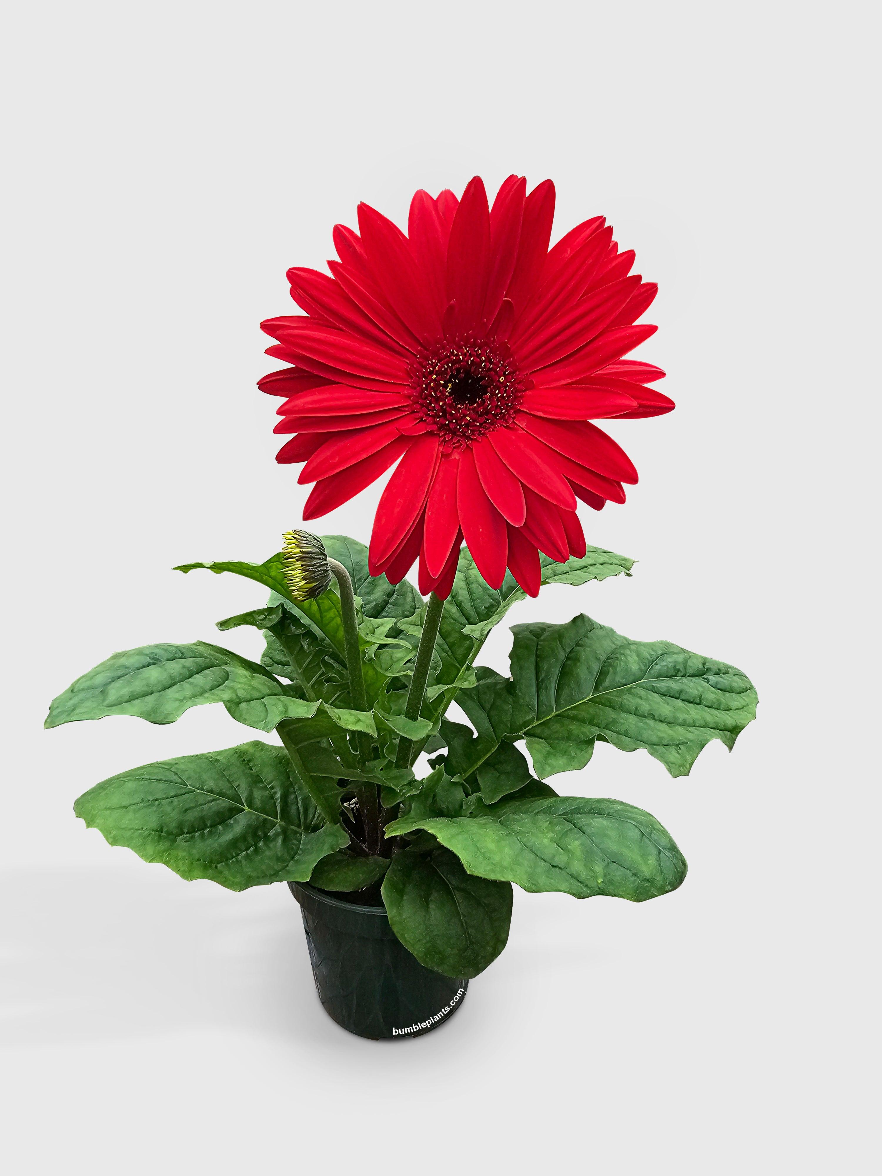 Bumble Plants Gerbera Daisy Flower