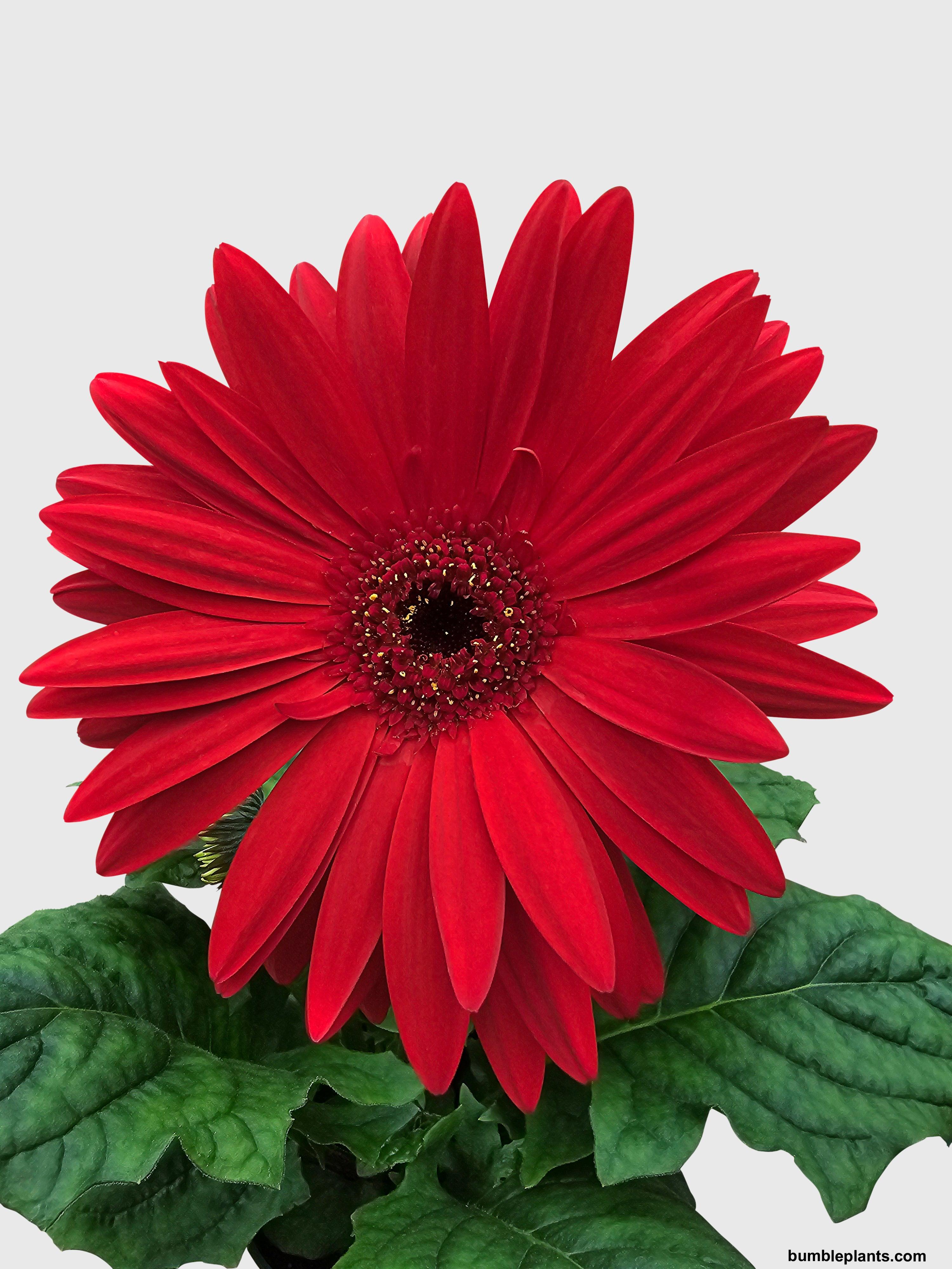 Bumble Plants Gerbera Daisy Flower