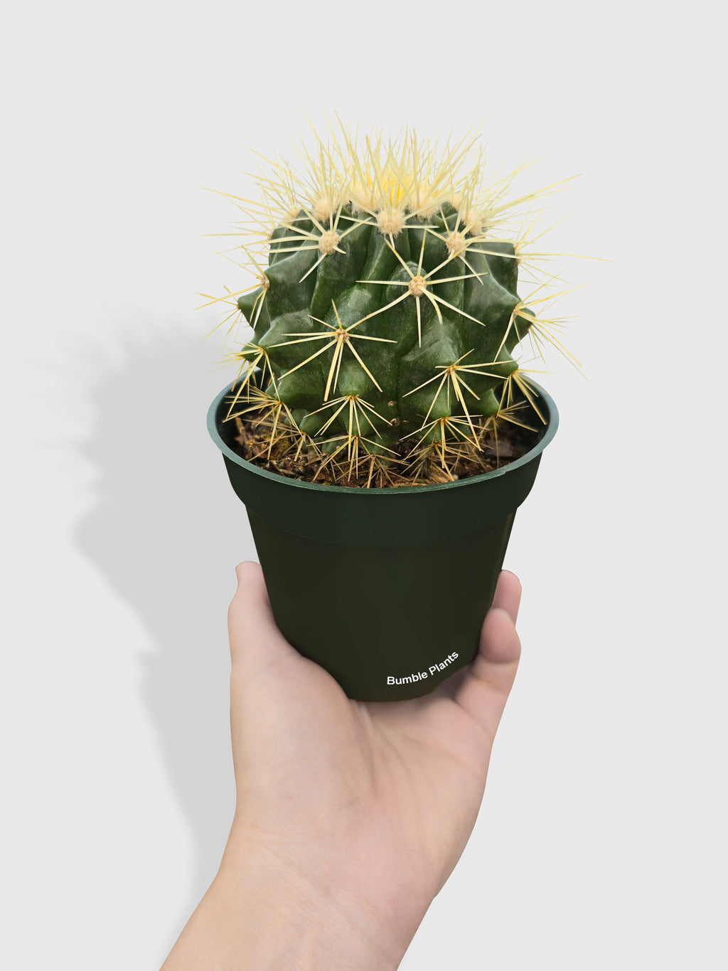 Bumble Plants Golden Barrel Cactus 'Echinocactus Grusonii'