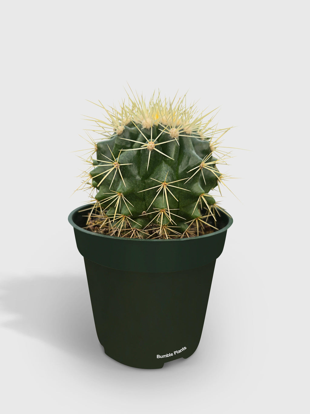Bumble Plants Golden Barrel Cactus 'Echinocactus Grusonii'